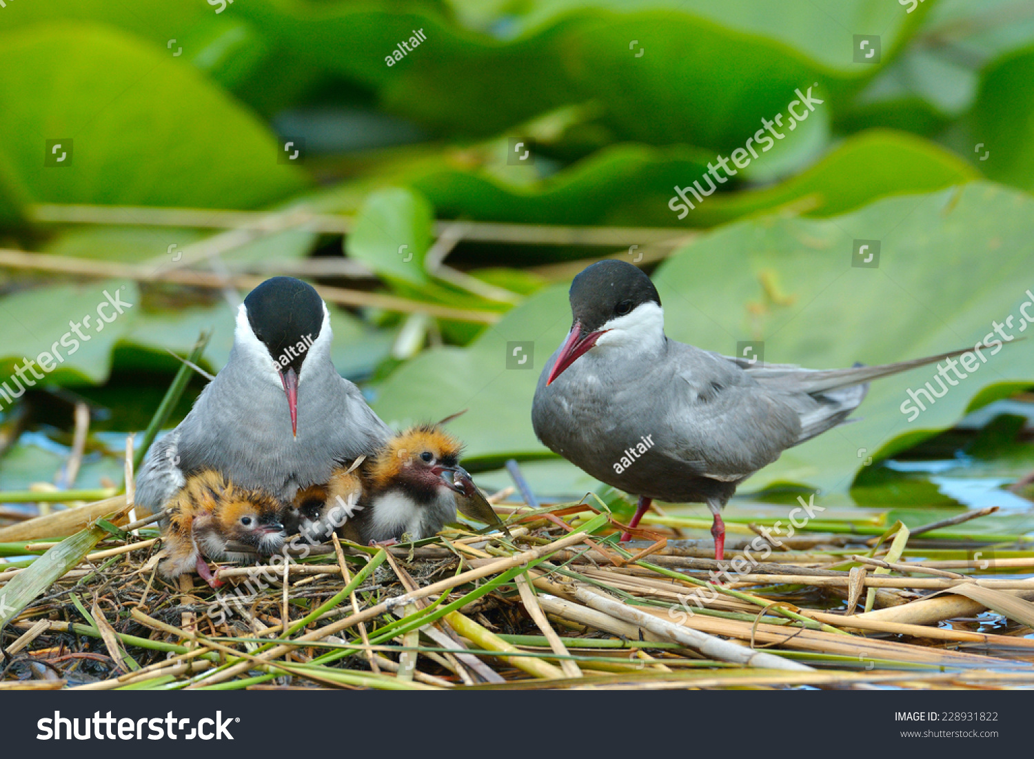 Common Tern Feeding Chicks Nest Sterna Stock Photo 228931822 - Shutterstock