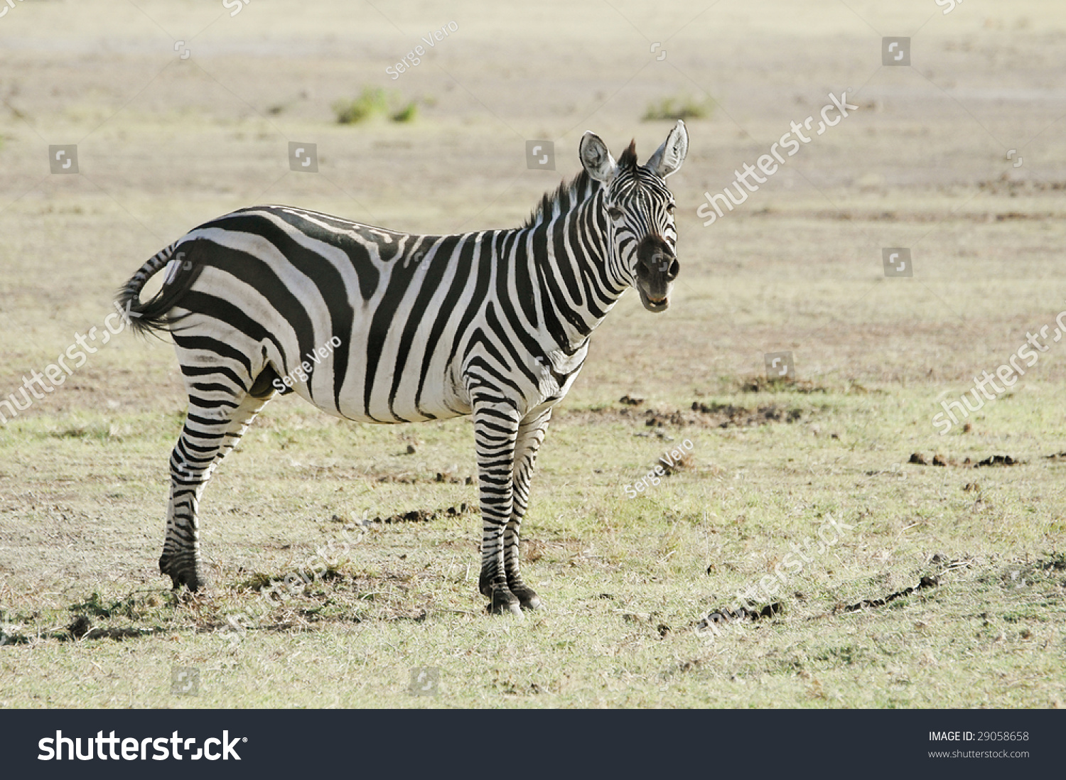 Common Zebra Walk In Savannah Short Grass , Amboseli National Reserve ...