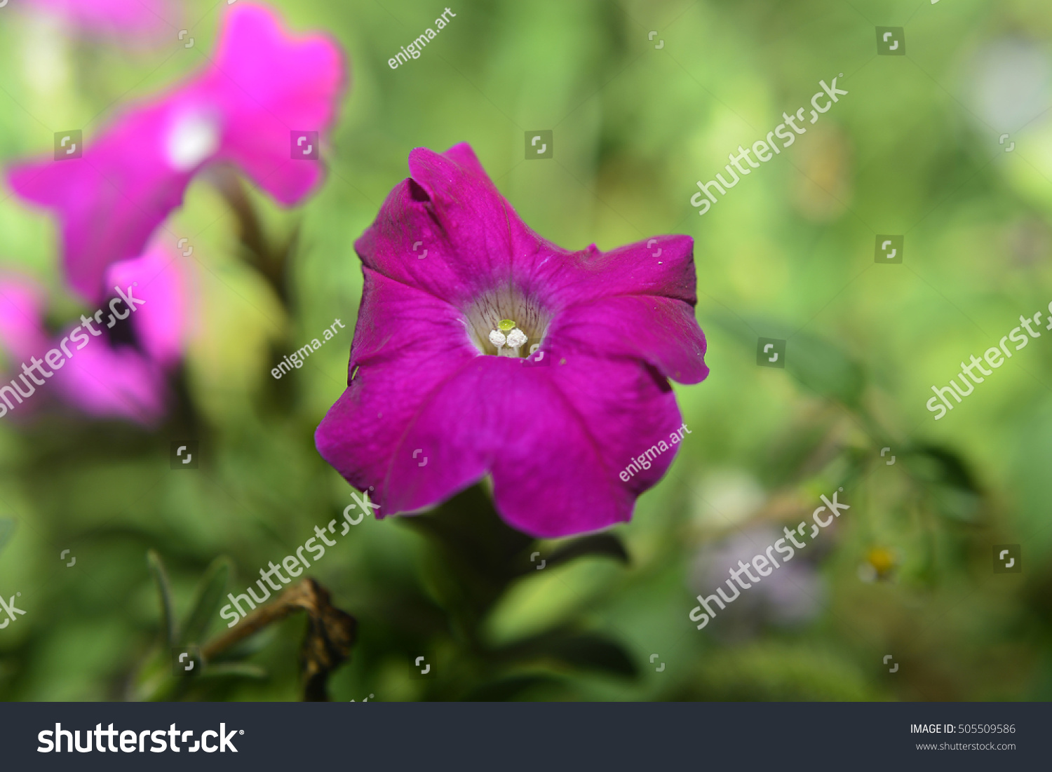 Complex Body Seed Reproduction Flowering Angiosperms Stock Photo Edit Now