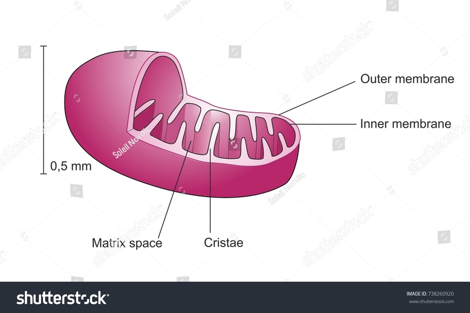 Components Mitochondrion Inner Outer Membranes Matrix Stock ...