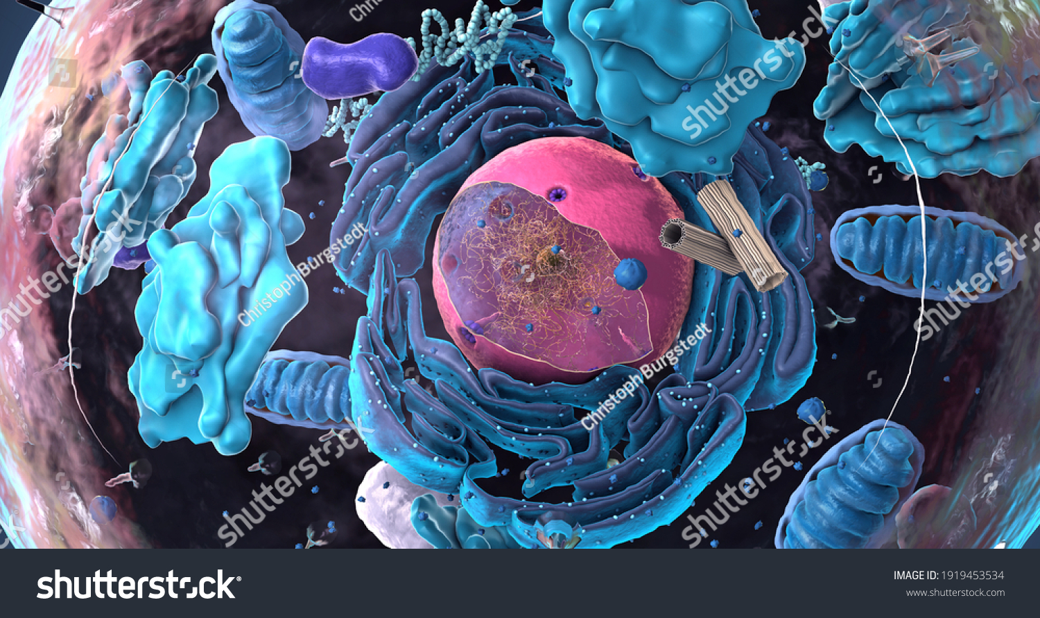 Components Eukaryotic Cell Nucleus Organelles Plasma Stock Illustration 1919453534 Shutterstock