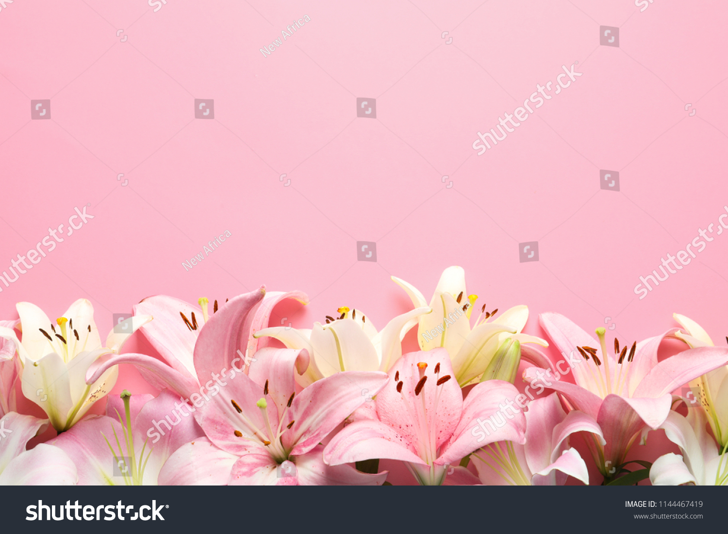 273,305 Background lily pink white Images, Stock Photos & Vectors