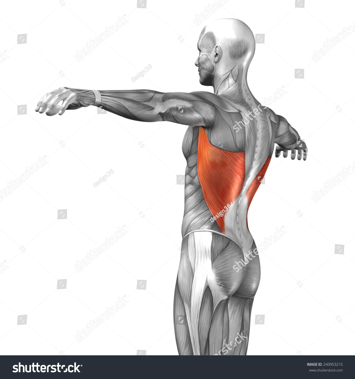 Concept Conceptual 3d Back Human Anatomy Or Anatomical And Muscle ...