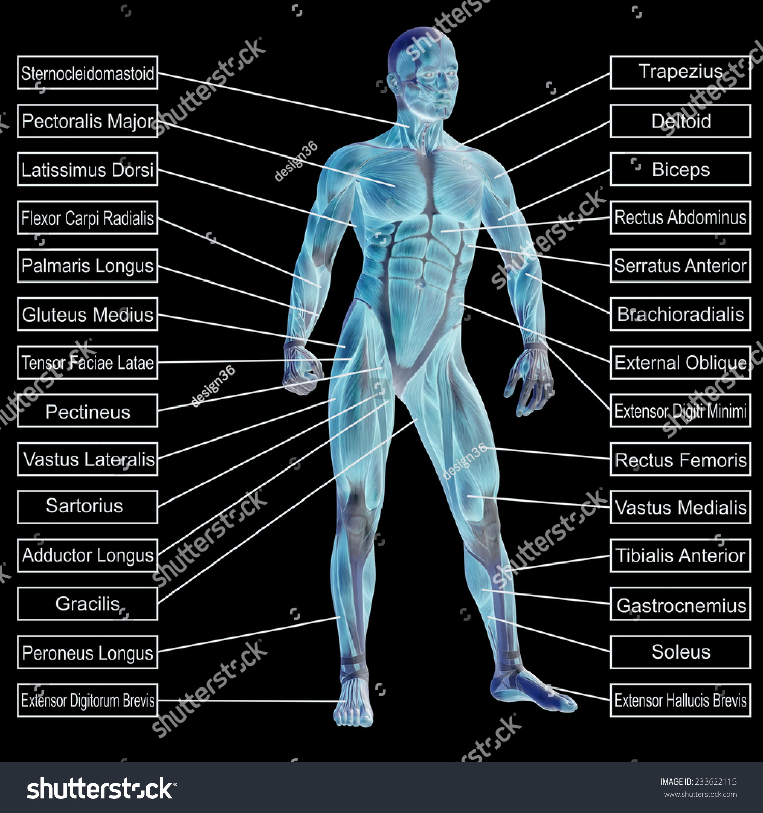 Concept Conceptual 3d Human Anatomy Muscle Stock Illustration 233622115 ...