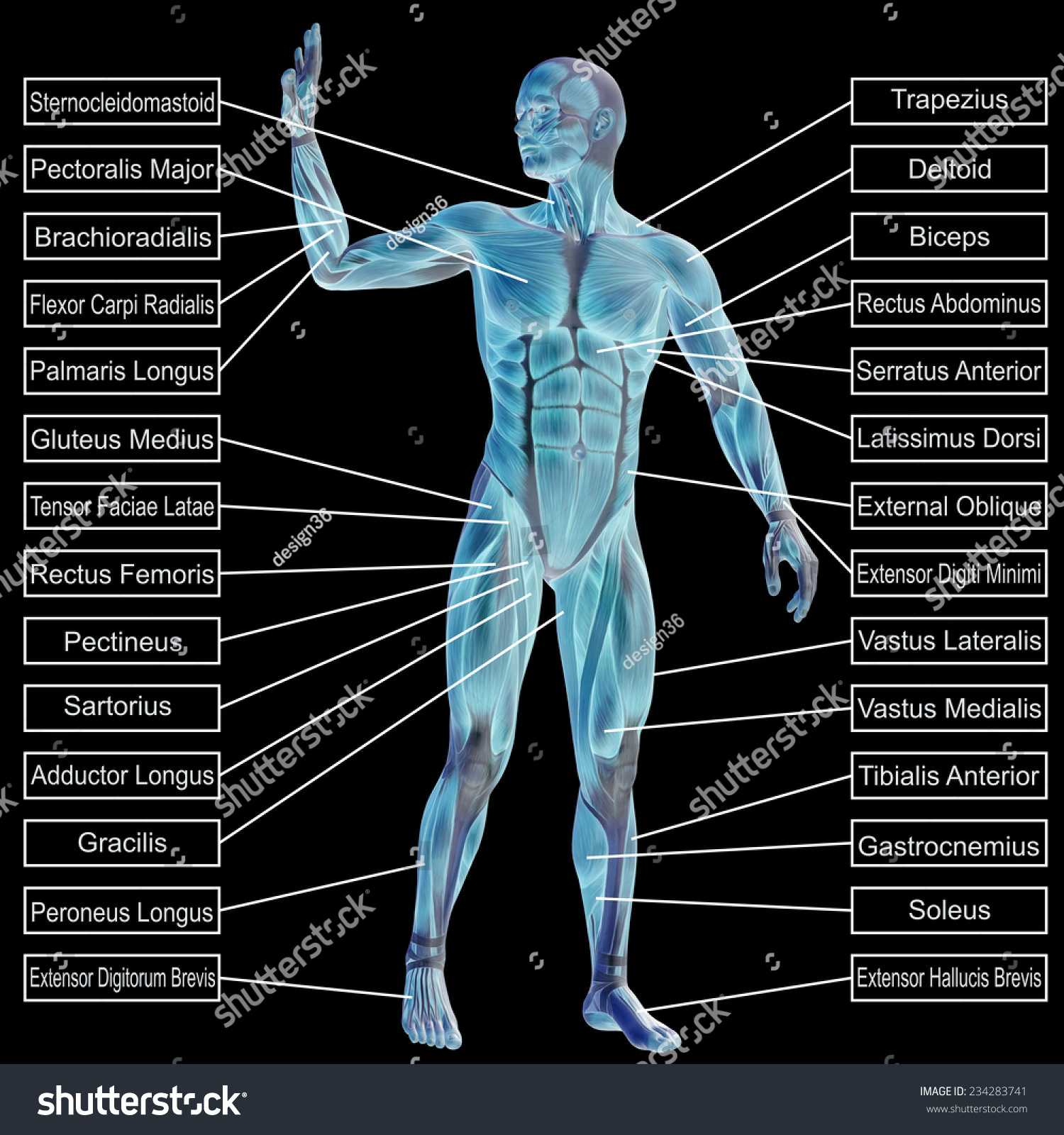 Concept Conceptual 3d Human Anatomy Muscle Stock Illustration 234283741 ...