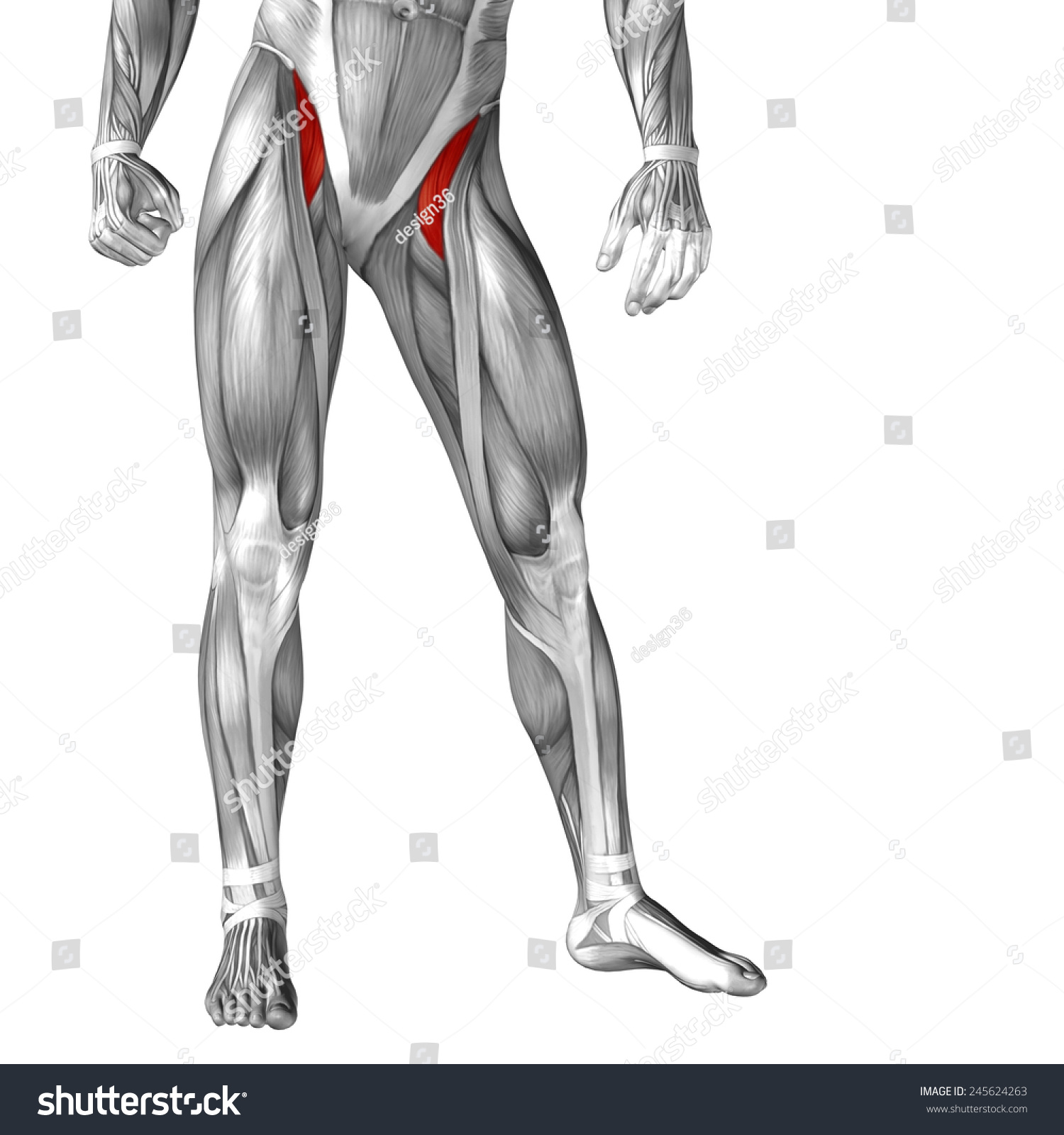 Concept Conceptual 3d Iliopsoas Leg Human Stock Illustration 245624263 ...