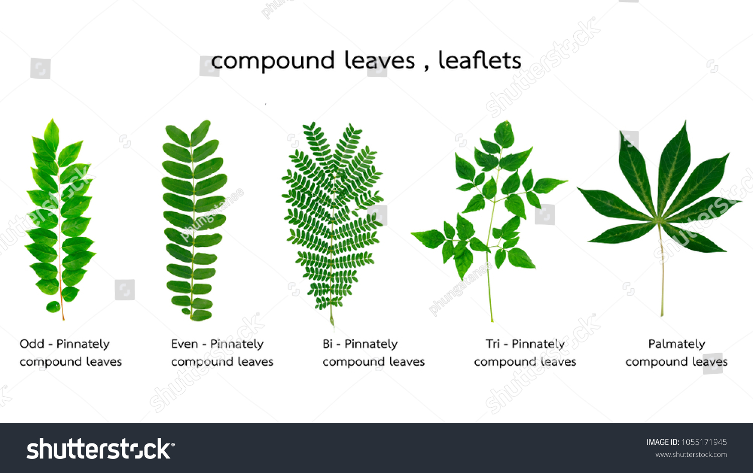 979 Pinnately compound leaves Images, Stock Photos & Vectors | Shutterstock