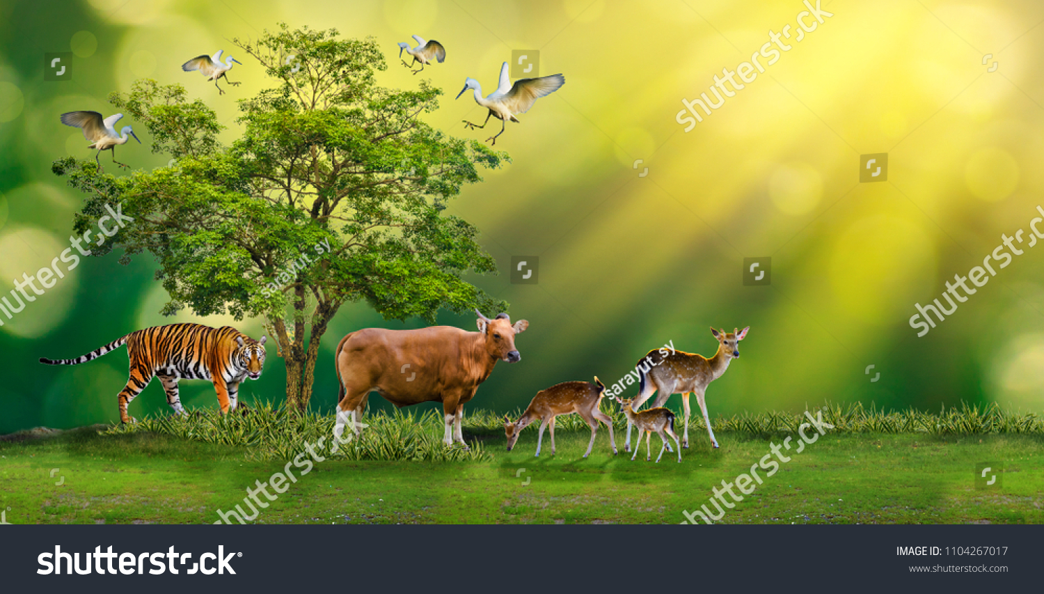 Animals food chain : 11 347 images, photos et images vectorielles de