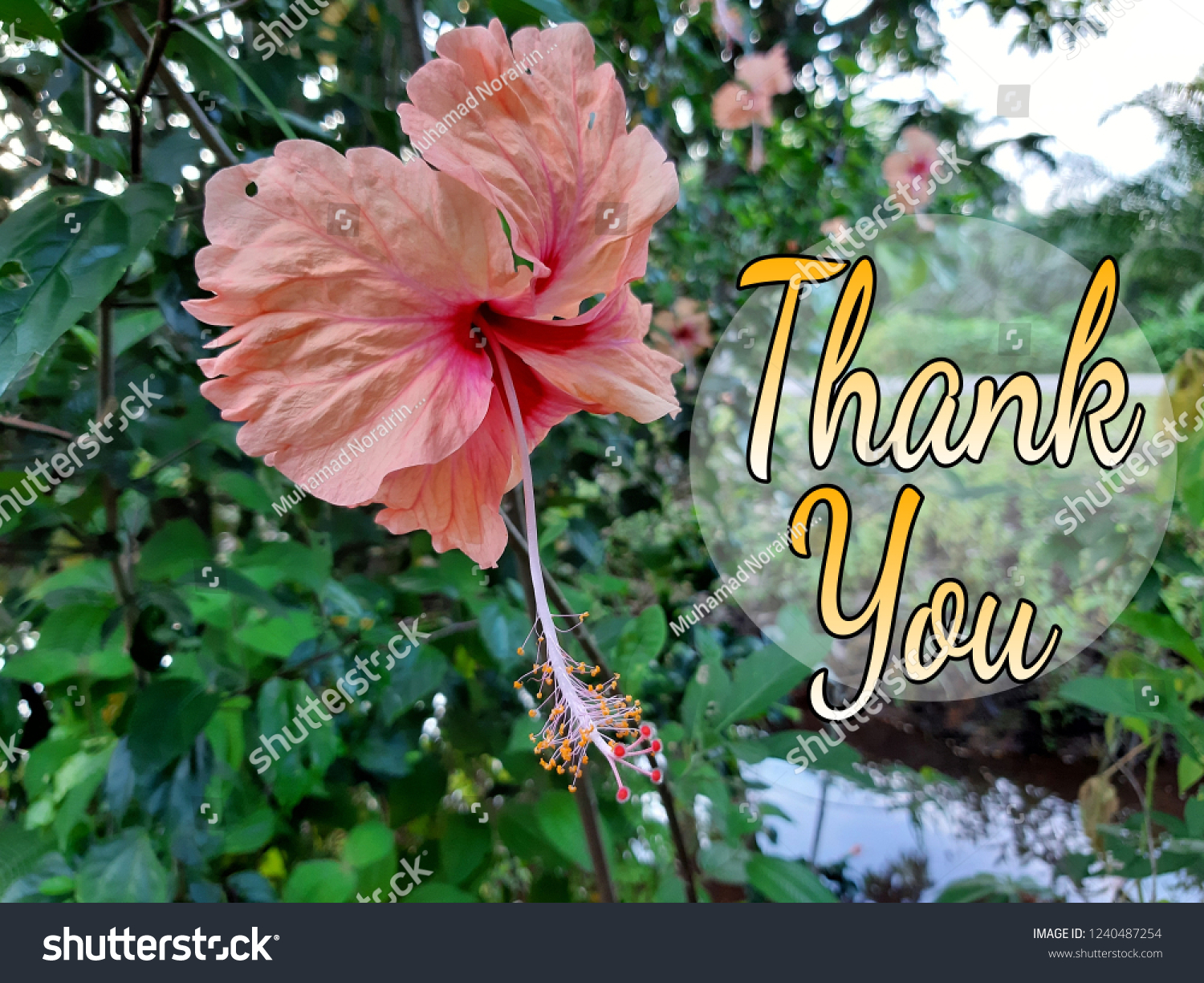 Concept Beautiful Hibiscus Flower Word Thank Stock Photo 1240487254 | Shutterstock