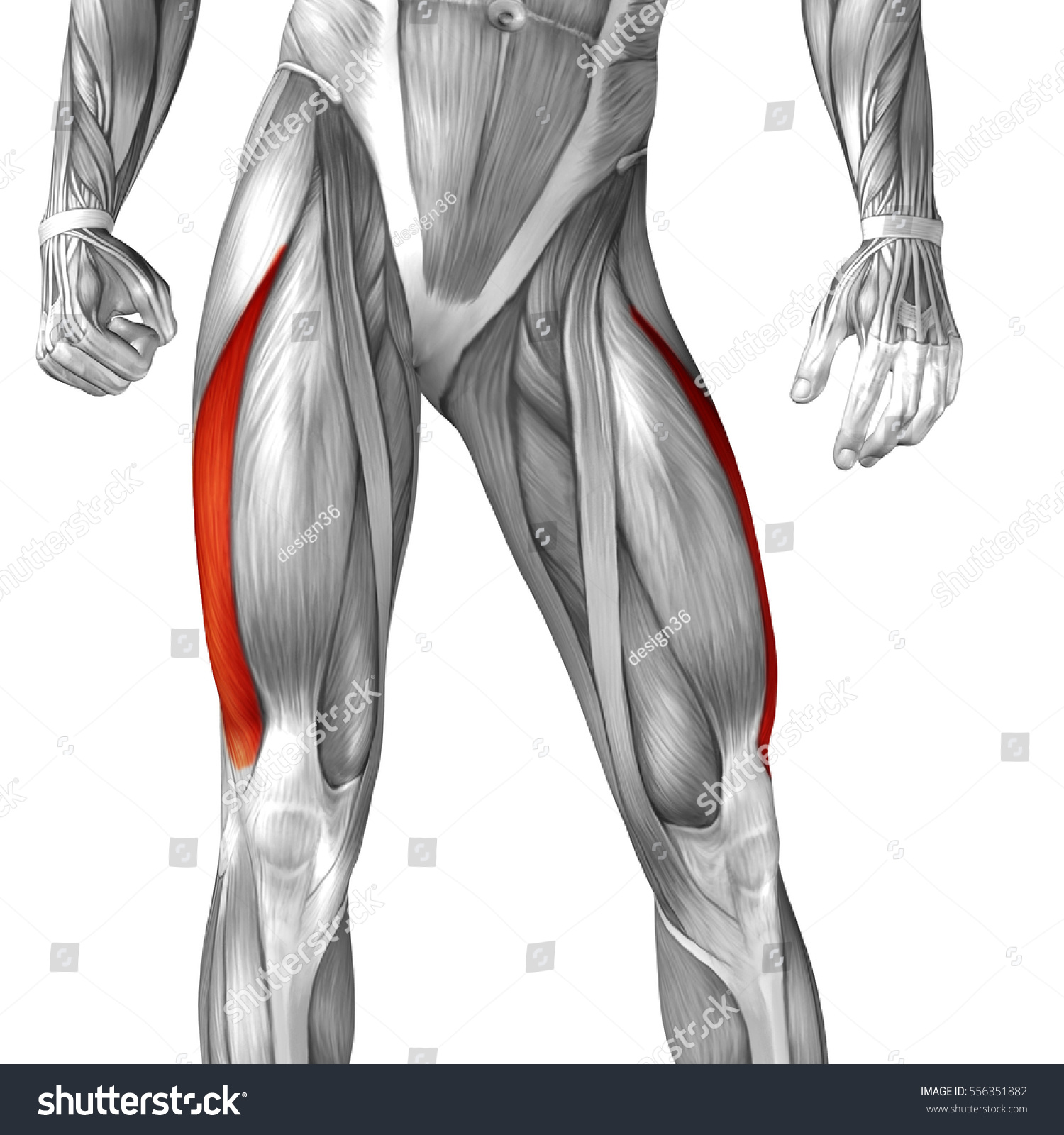 Featured image of post Upper Leg Muscles And Tendons / Your legs are two of your most important body parts.