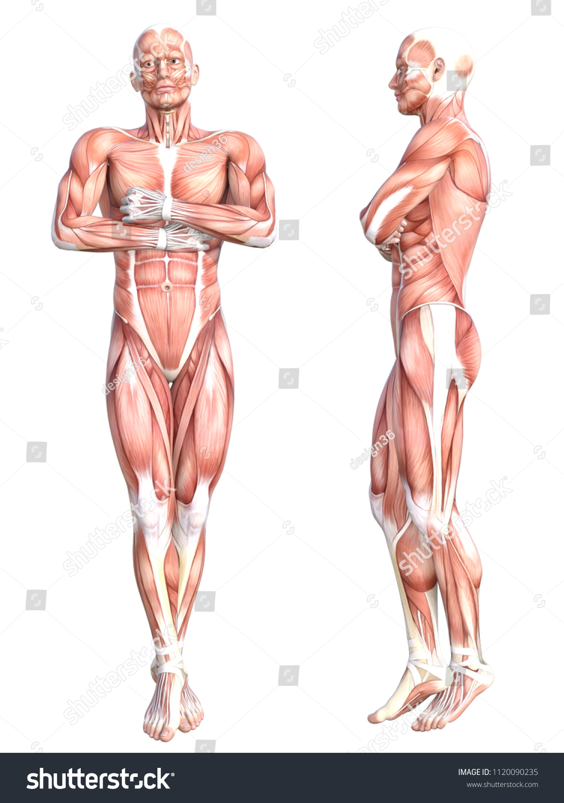 HUMAN MUSCULAR SYSTEM SCIENCE EDUCATION HUMAN ANATOMY MUSCLE BICEPS