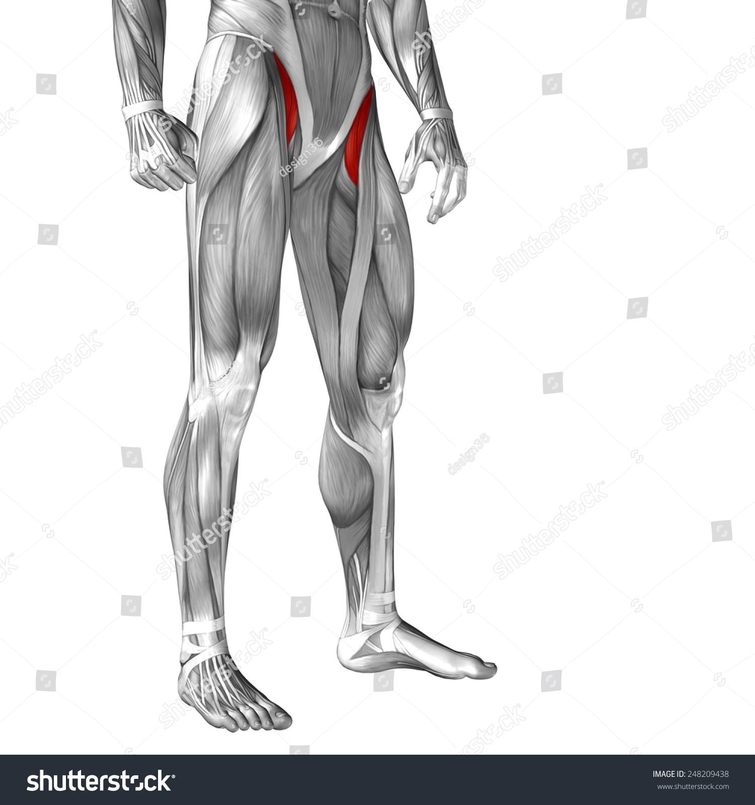 Conceptual 3d Iliopsoas Human Upper Leg Stock Illustration 248209438