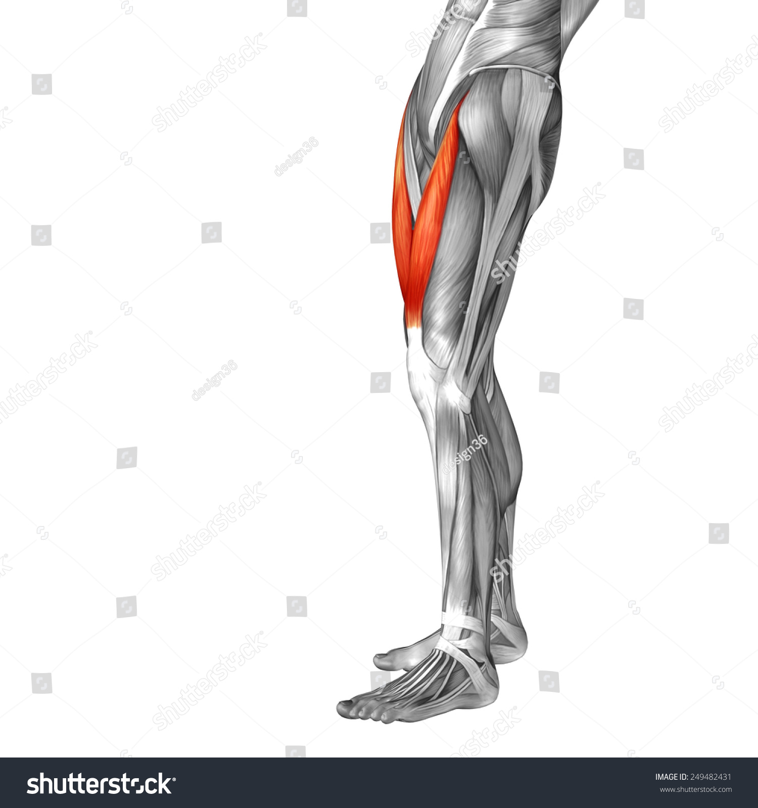 Conceptual 3d Rectus Femoris Human Upper Stock Illustration 249482431 ...