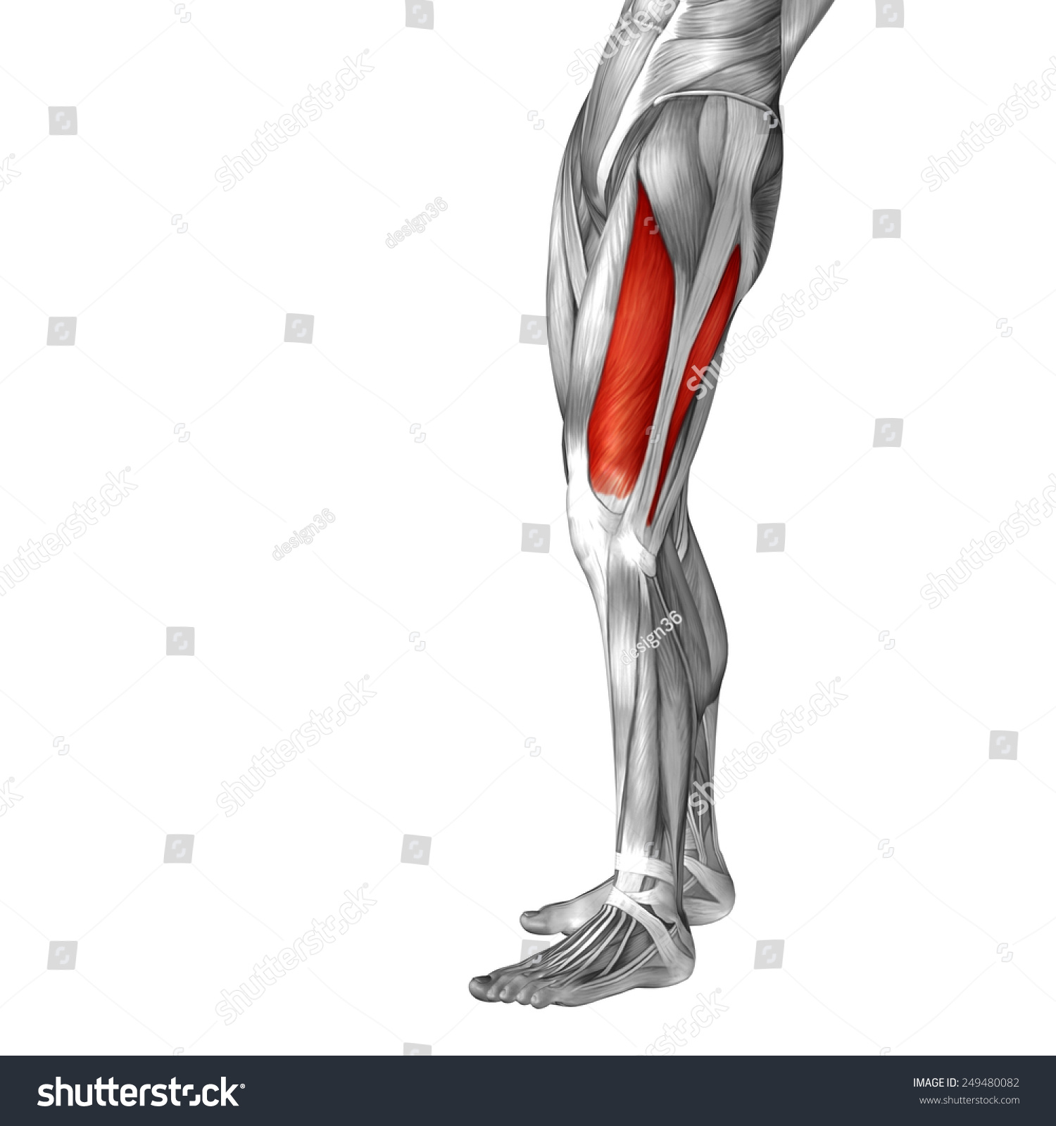 Conceptual 3d Vastus Lateralis Human Upper Stock Illustration 249480082