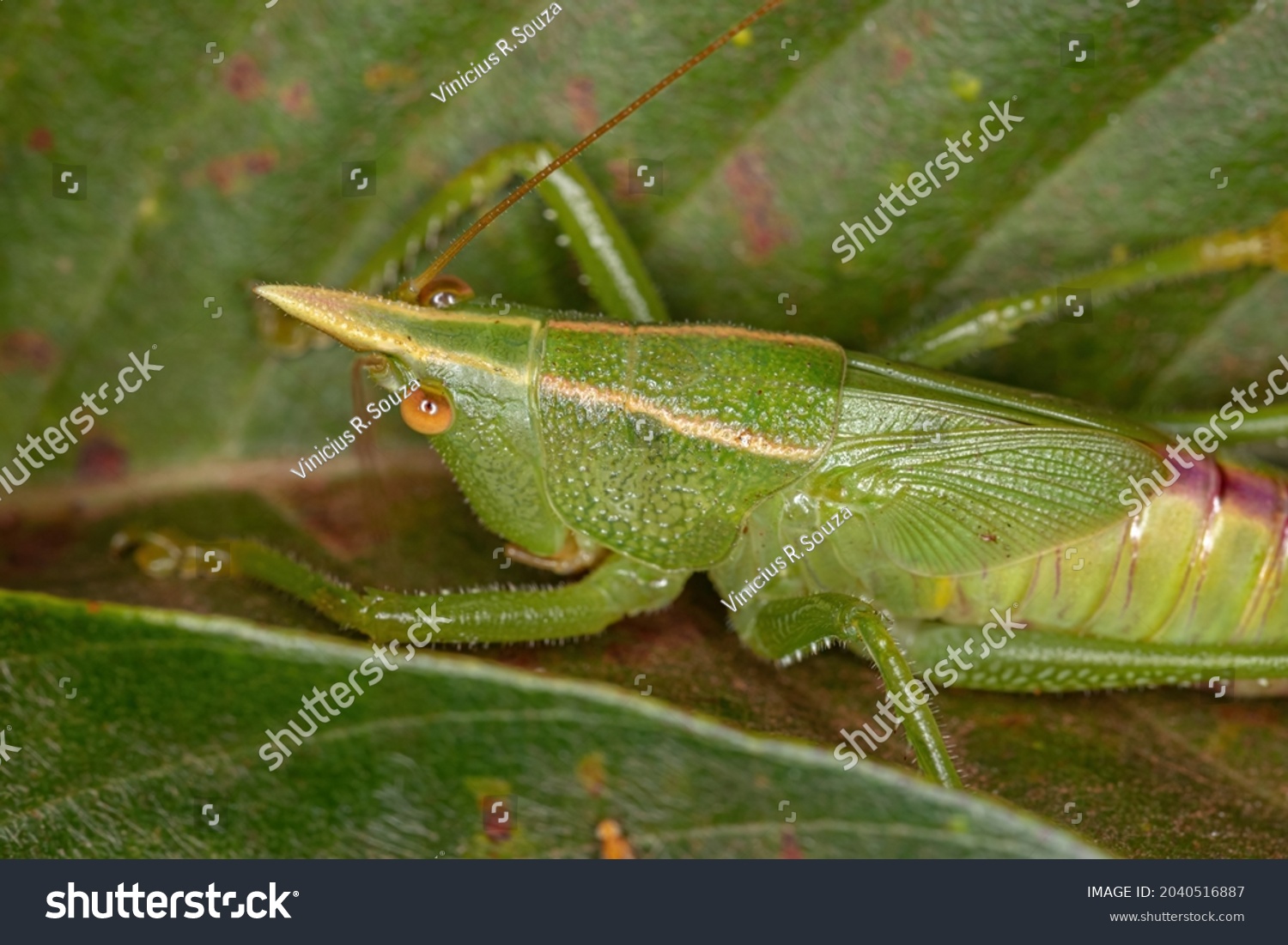 4 Oxyprora flavicornis Images, Stock Photos & Vectors | Shutterstock