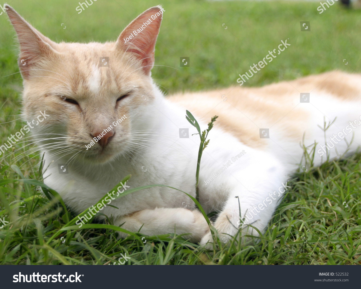 tan and white cat