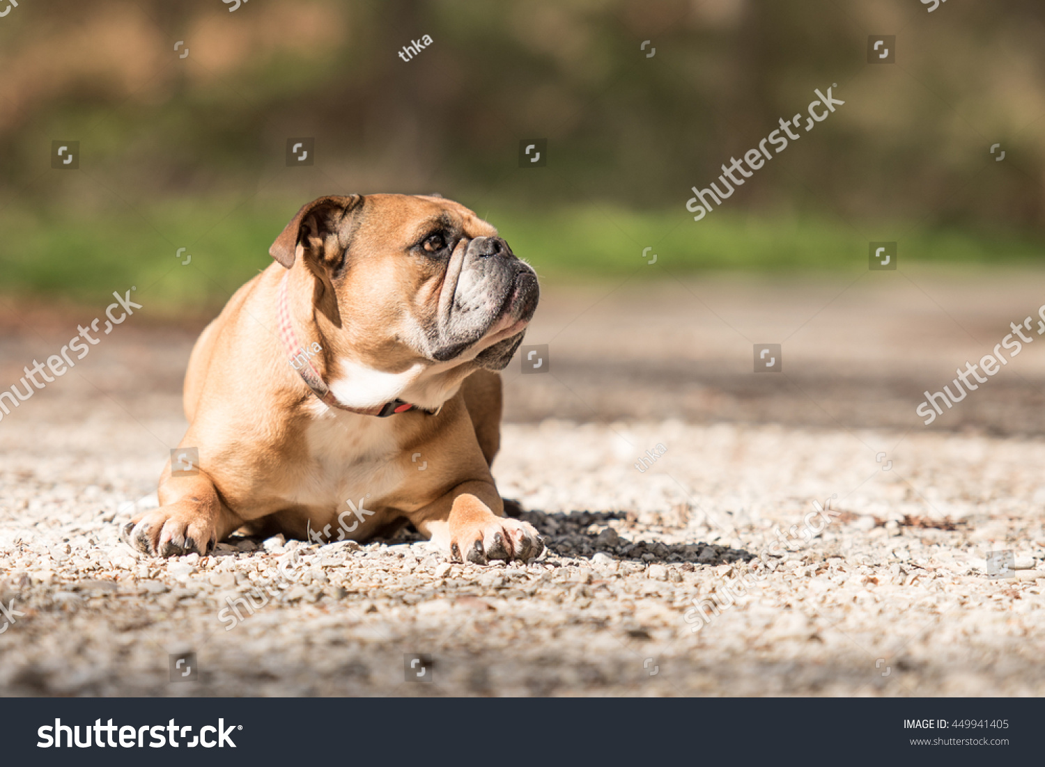 Continental Bulldog Stock Photo Edit Now