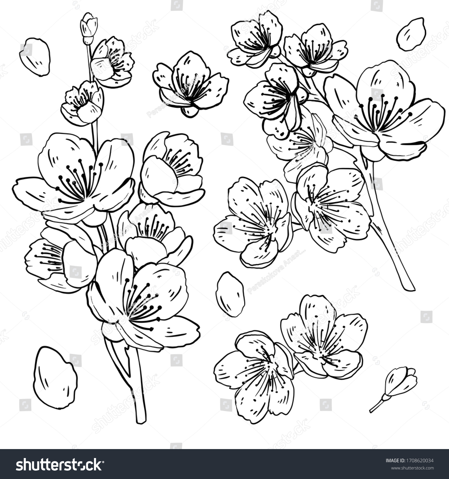 Contour Illustration Branch Cherry Blossoms Flower Stock Illustration ...