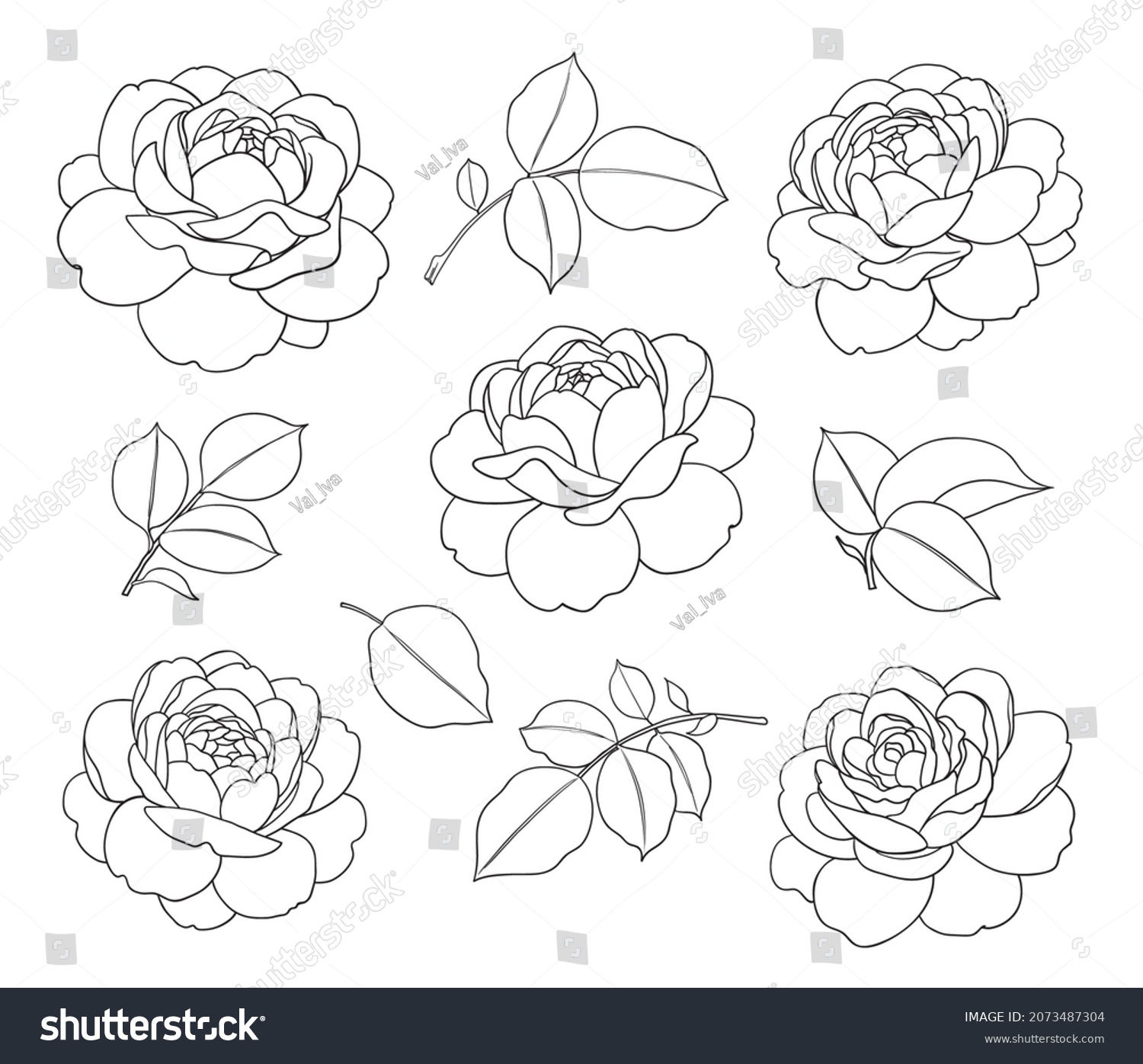 Contoured Simple Rose Flowers Leaves Isolated Stock Illustration 2073487304