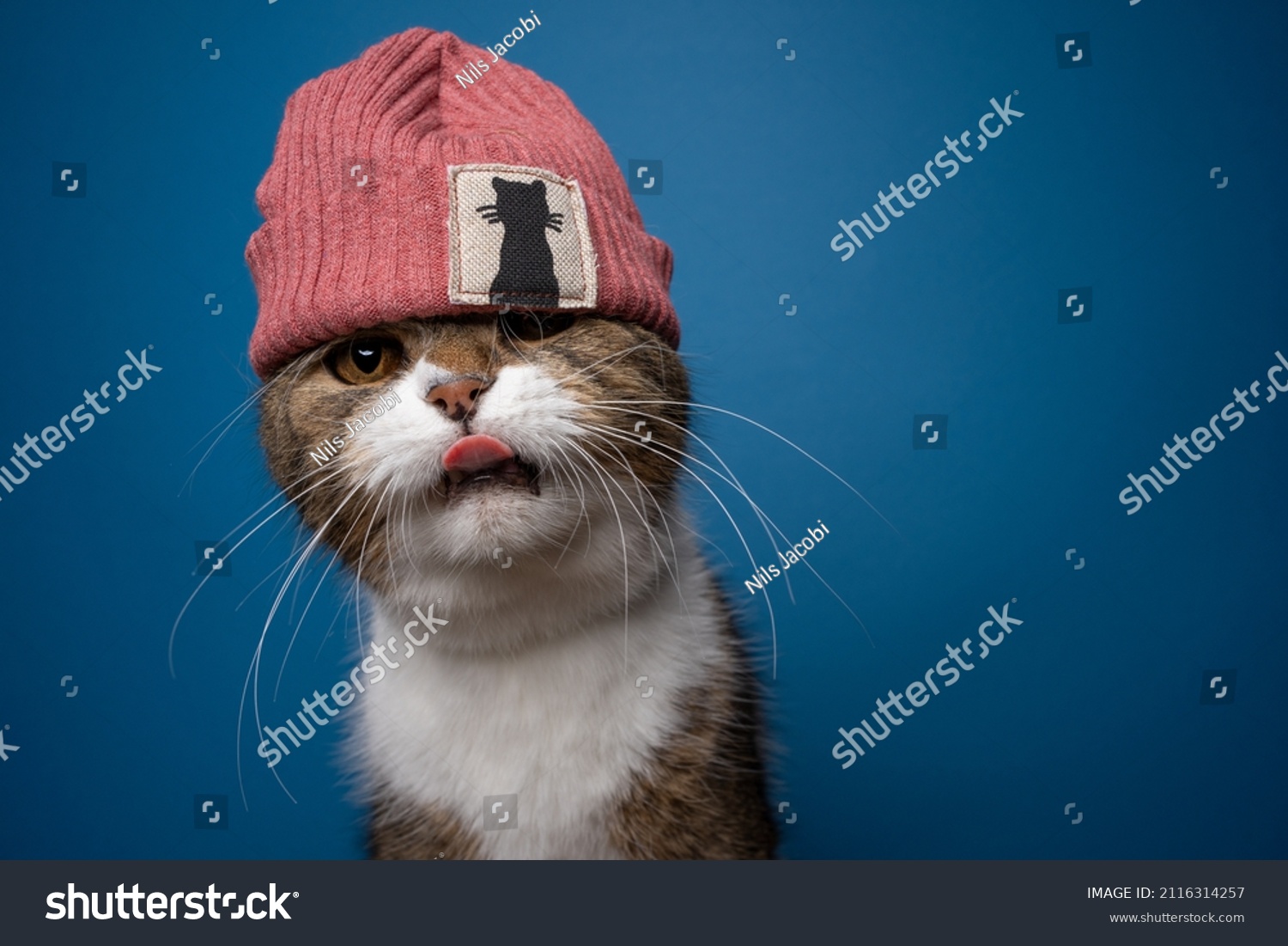 cat with beanie