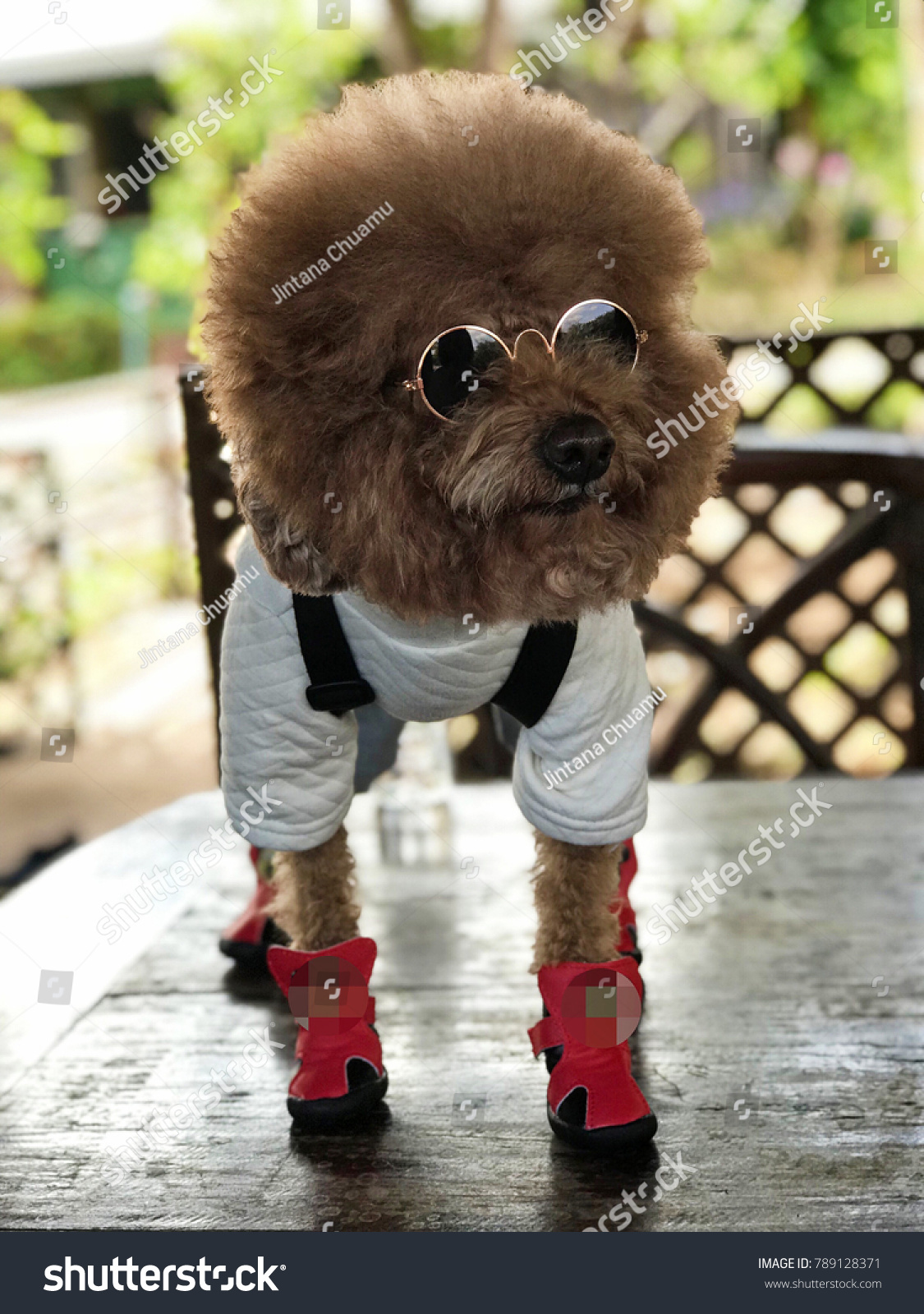 cool dog wearing sunglasses