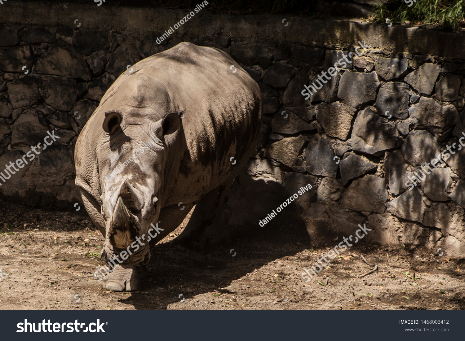 Cool rhino