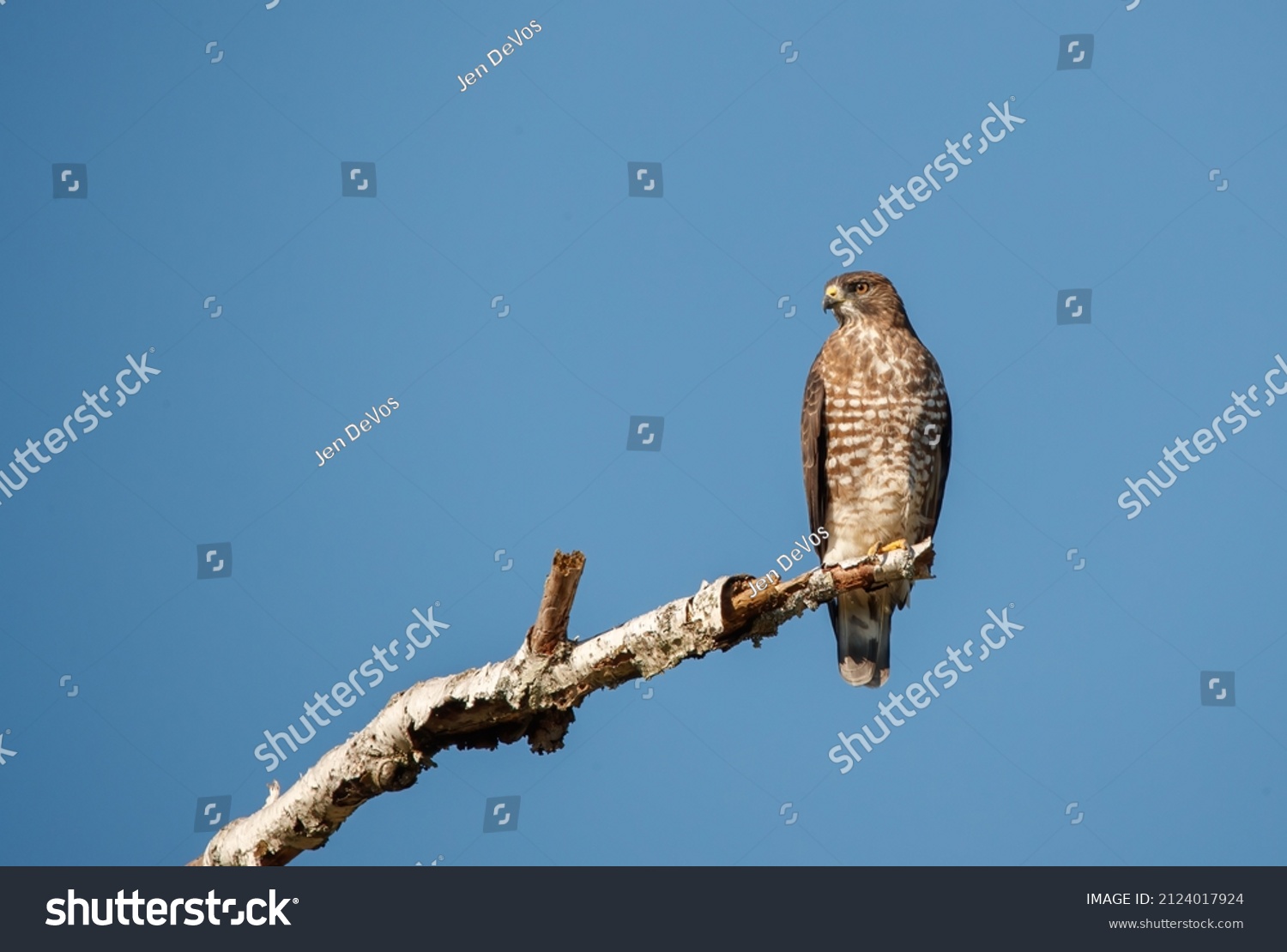 1,742 Coopers hawk Images, Stock Photos & Vectors | Shutterstock