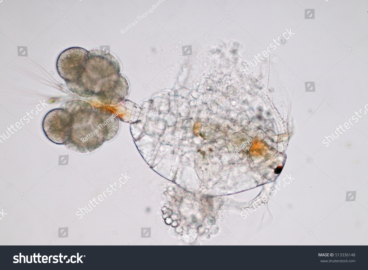 Copepod Zooplankton Freshwater Marine Under Microscope Stock Photo ...