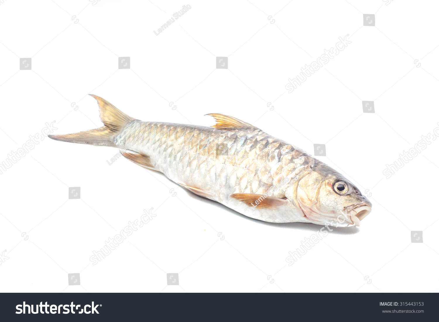 Ikan tengas