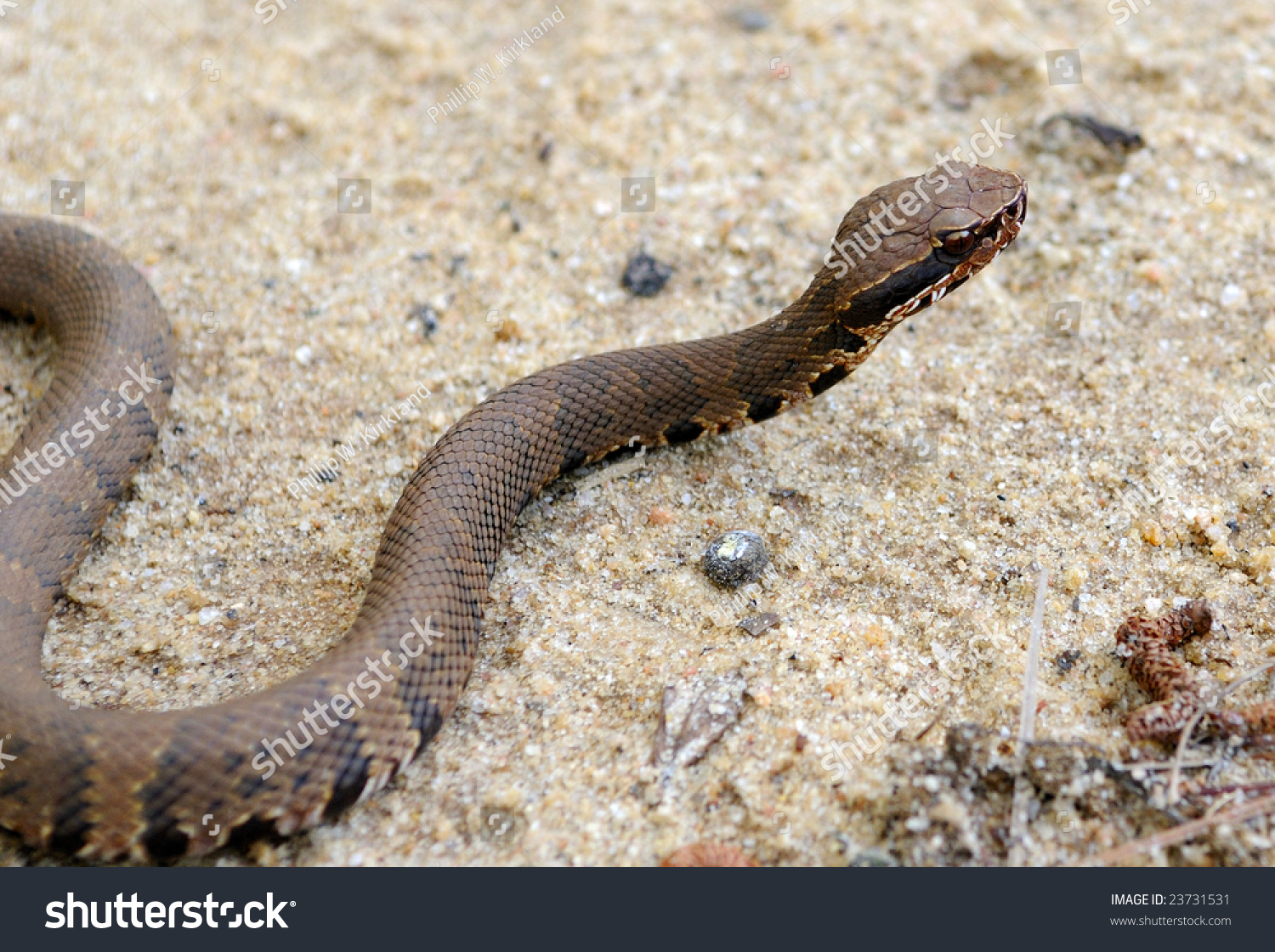 Copperhead Moccasin Stock Photo 23731531 : Shutterstock