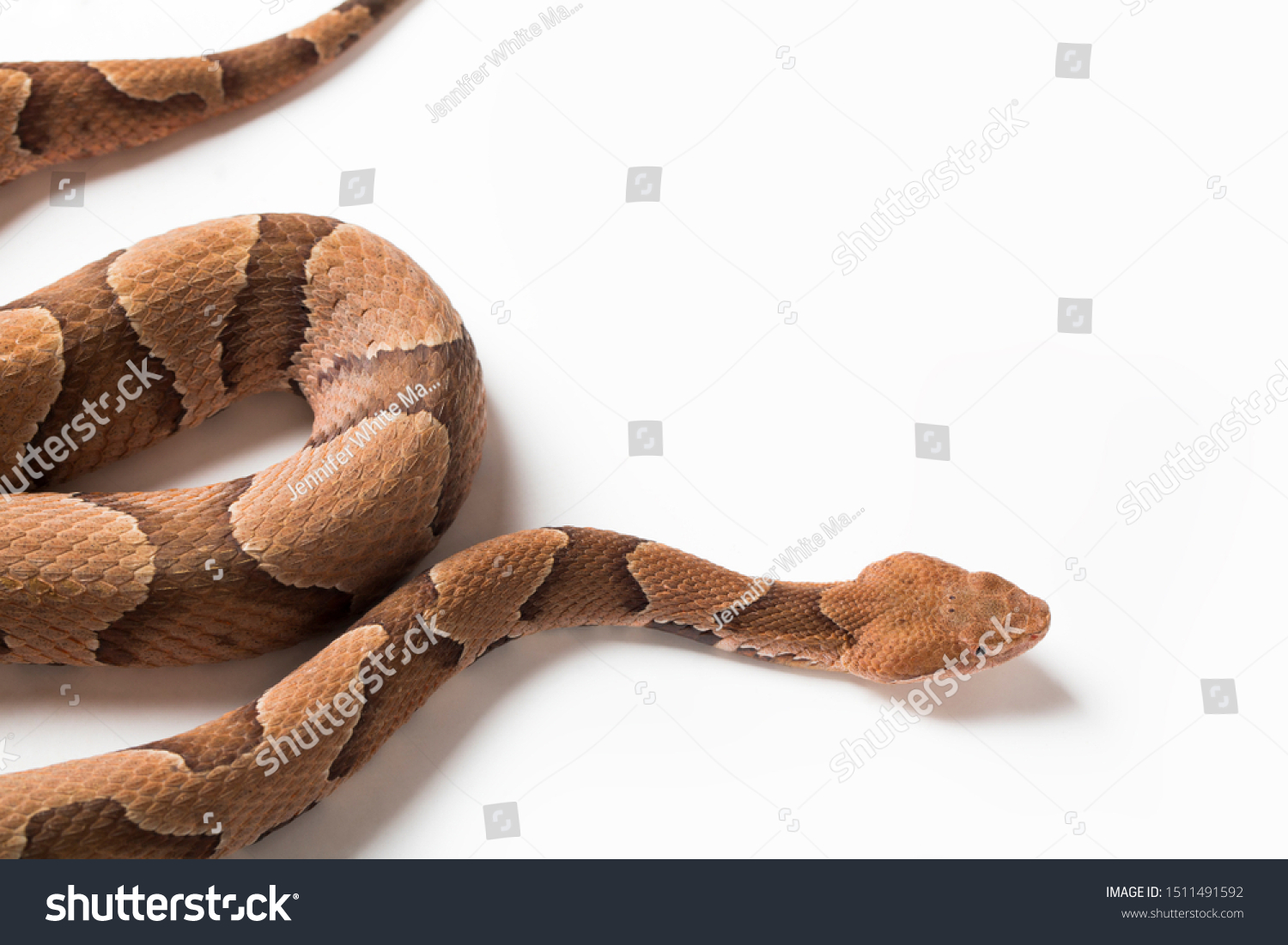 Copperhead Snake On White Background Stock Photo (Edit Now) 1511491592