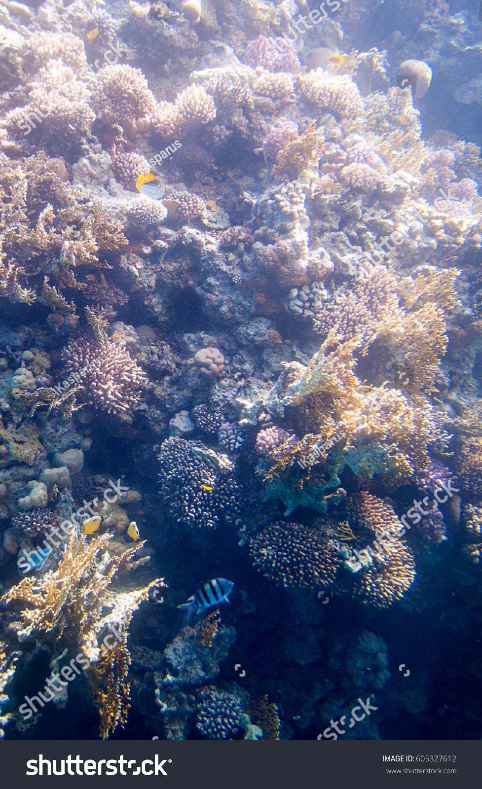 Coral Reef Underwater World Red Sea Stock Photo 605327612 | Shutterstock