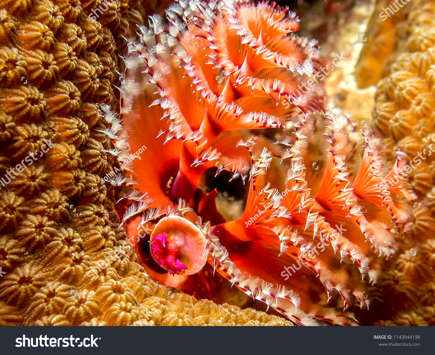 Coral Reef Carbiiean Sea Christmas Tree Stock Photo Edit Now