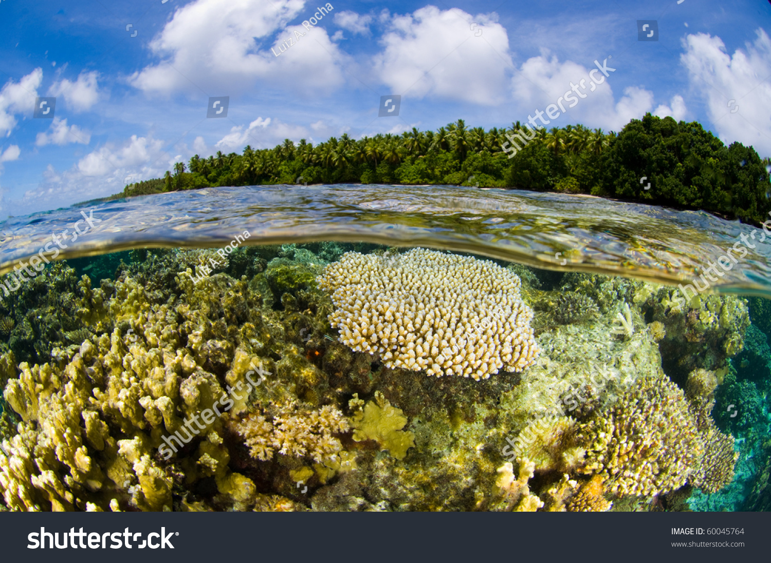 Coral Reef Over/Under At The Marshall Islands Stock Photo 60045764 ...