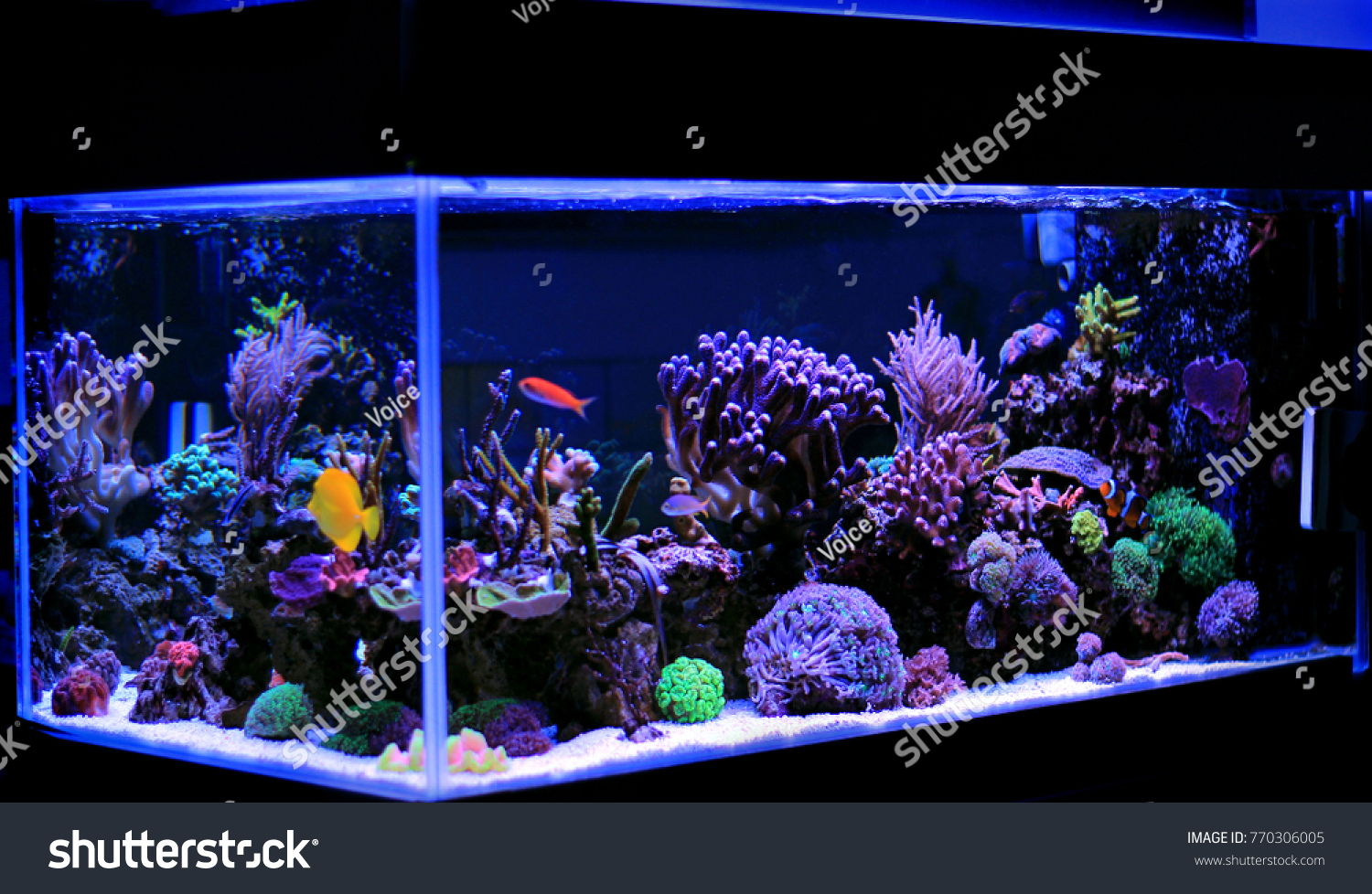 coral reef saltwater aquarium