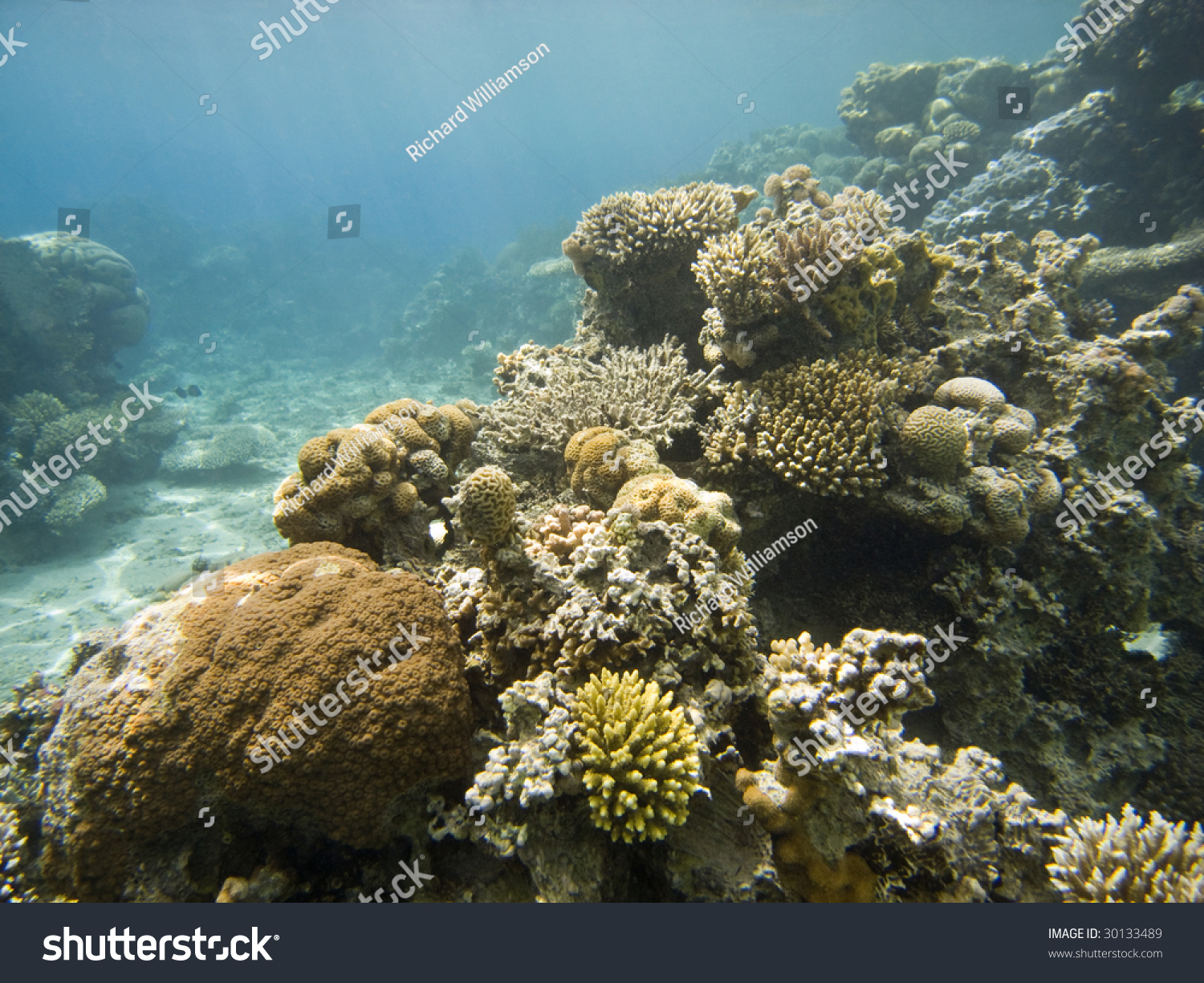 Coral Reef Scene With Blue Sea - Aqaba, Jordan Stock Photo 30133489 ...