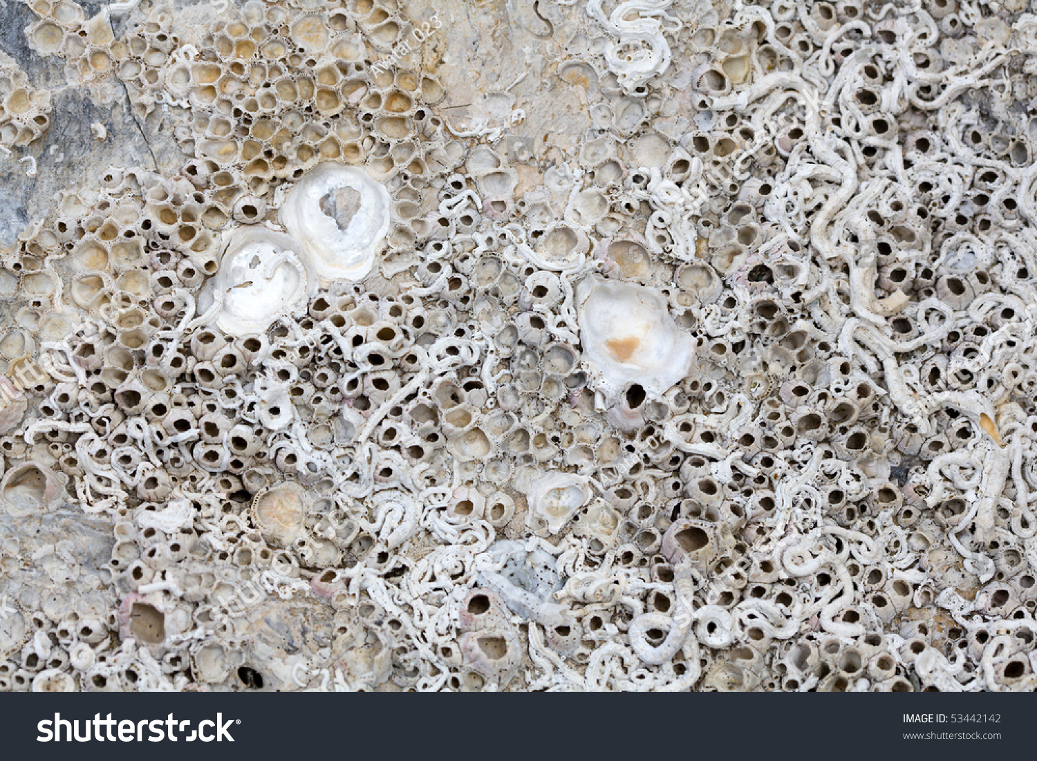 Coral Stone Texture Stock Photo 53442142 : Shutterstock