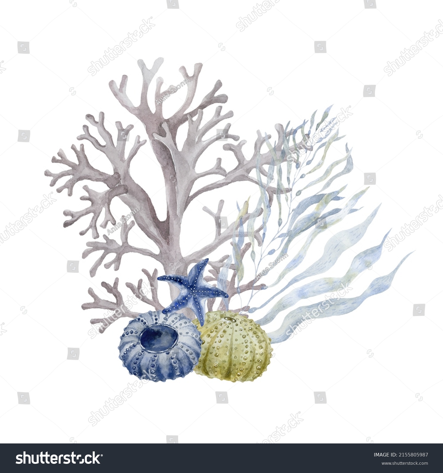 Coral Sea Urchins Watercolor Illustration Stock Illustration 2155805987 ...