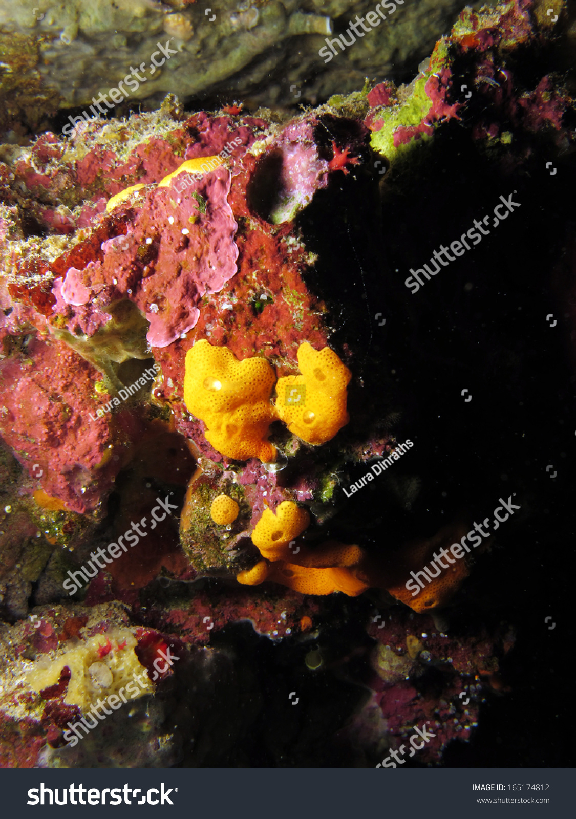 Coralline Algae Yellow Encrusting Sponge Assemblage Stock Photo (Edit ...