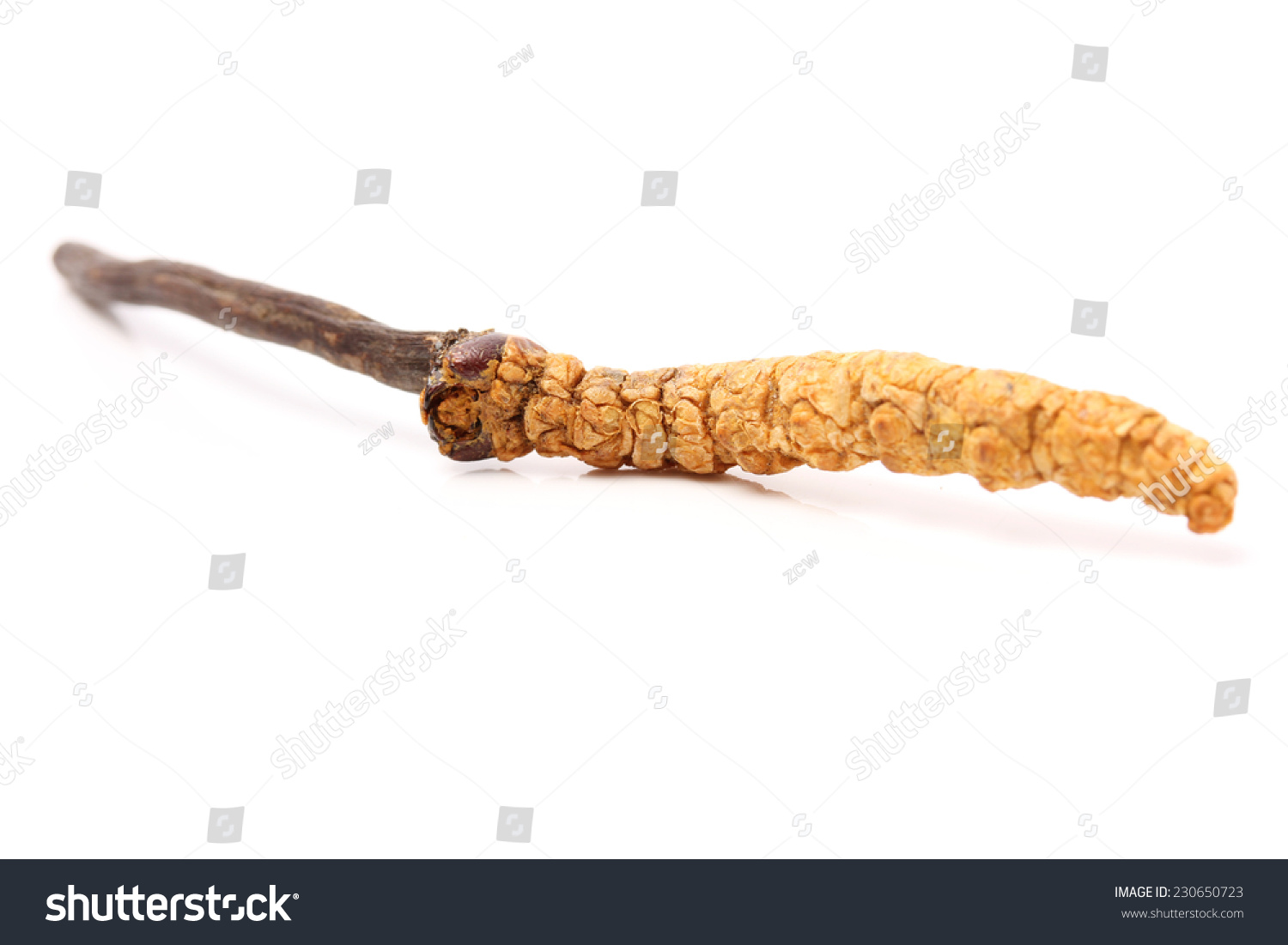 Cordyceps Stock Photo 230650723 : Shutterstock