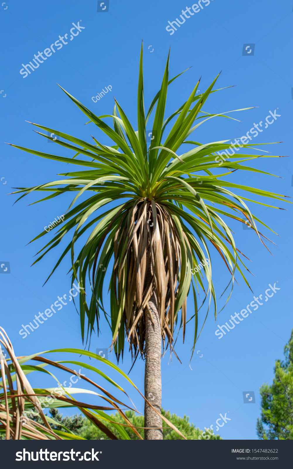 Cordyline Australis Cabbage Tree Palm Stock Photo 1547482622 