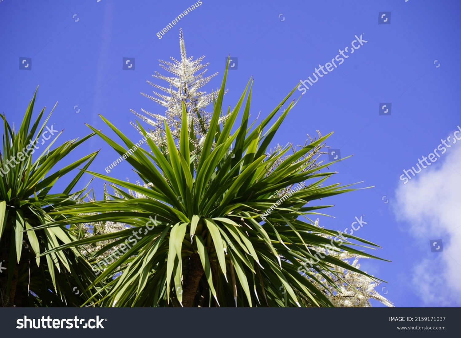 Cordyline Indivisa Monocot Tree Endemic New Stock Photo 2159171037 ...