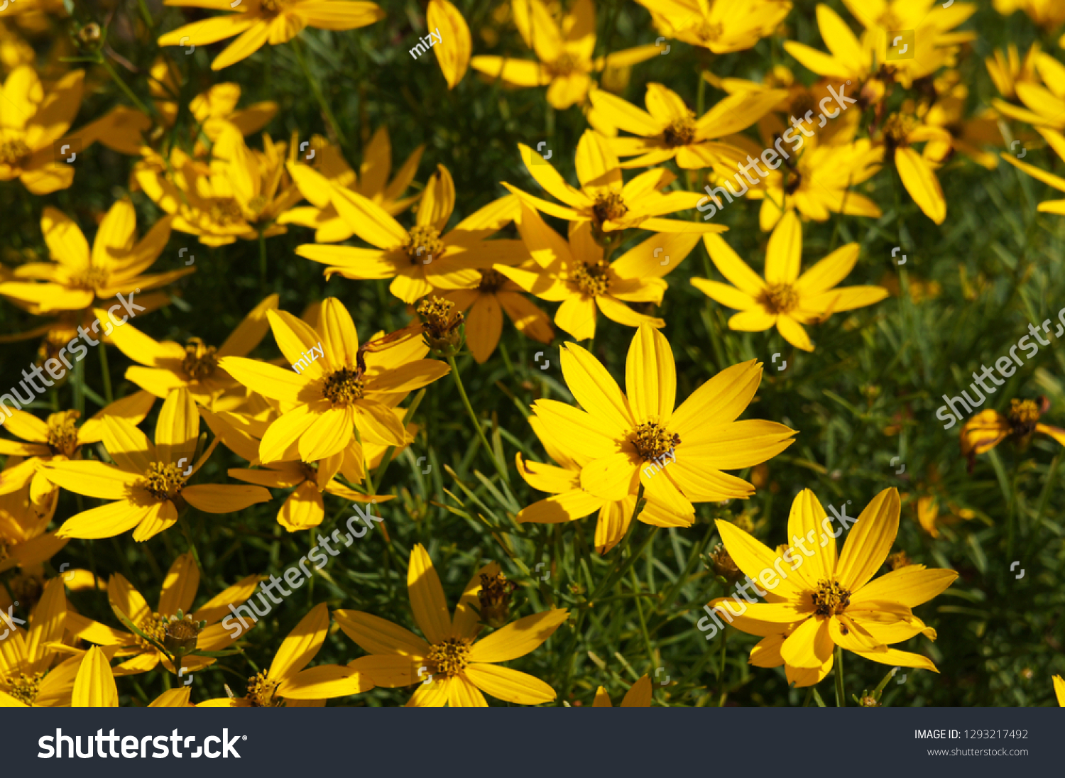 Zagreb Coreopsis Images Stock Photos Vectors Shutterstock