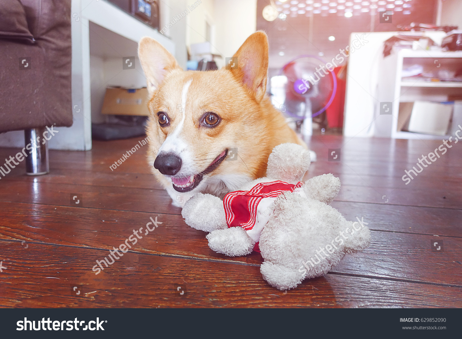 corgi teddy bear dog