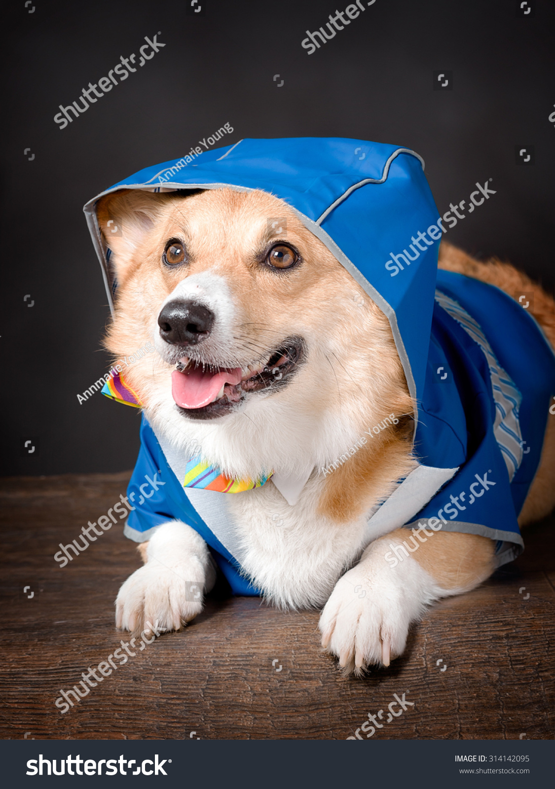 corgi in raincoat