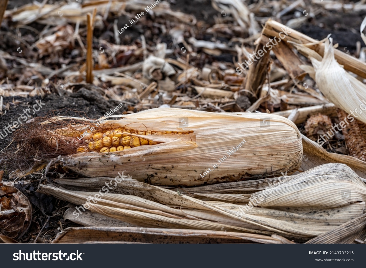 70 Ear ags Images, Stock Photos & Vectors | Shutterstock