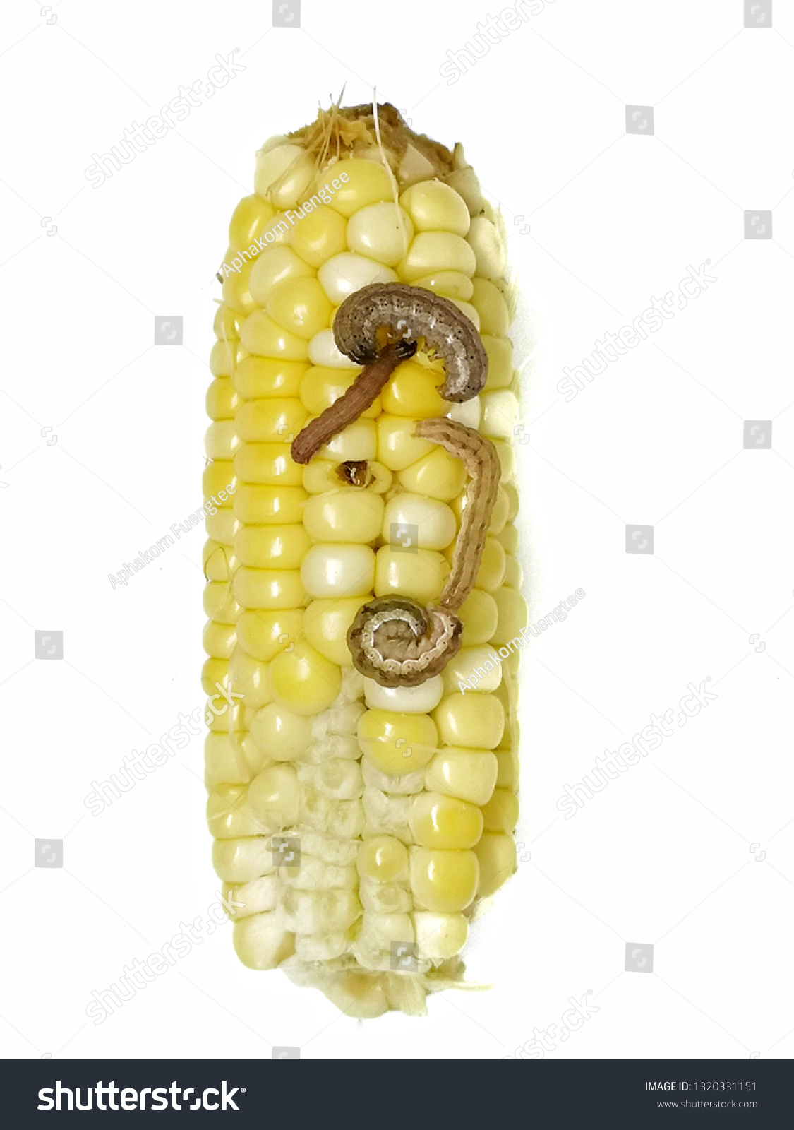 Corn Earworm Fall Armyworm Damage By Stock Photo (Edit Now) 1320331151