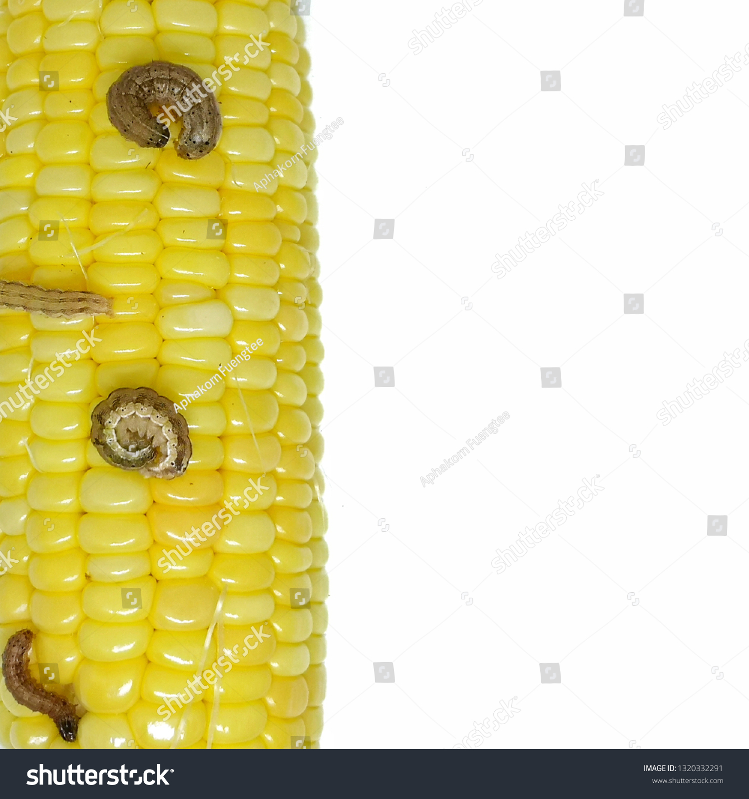 Corn Earworm Fall Armyworm Damage By Stock Photo (Edit Now) 1320332291