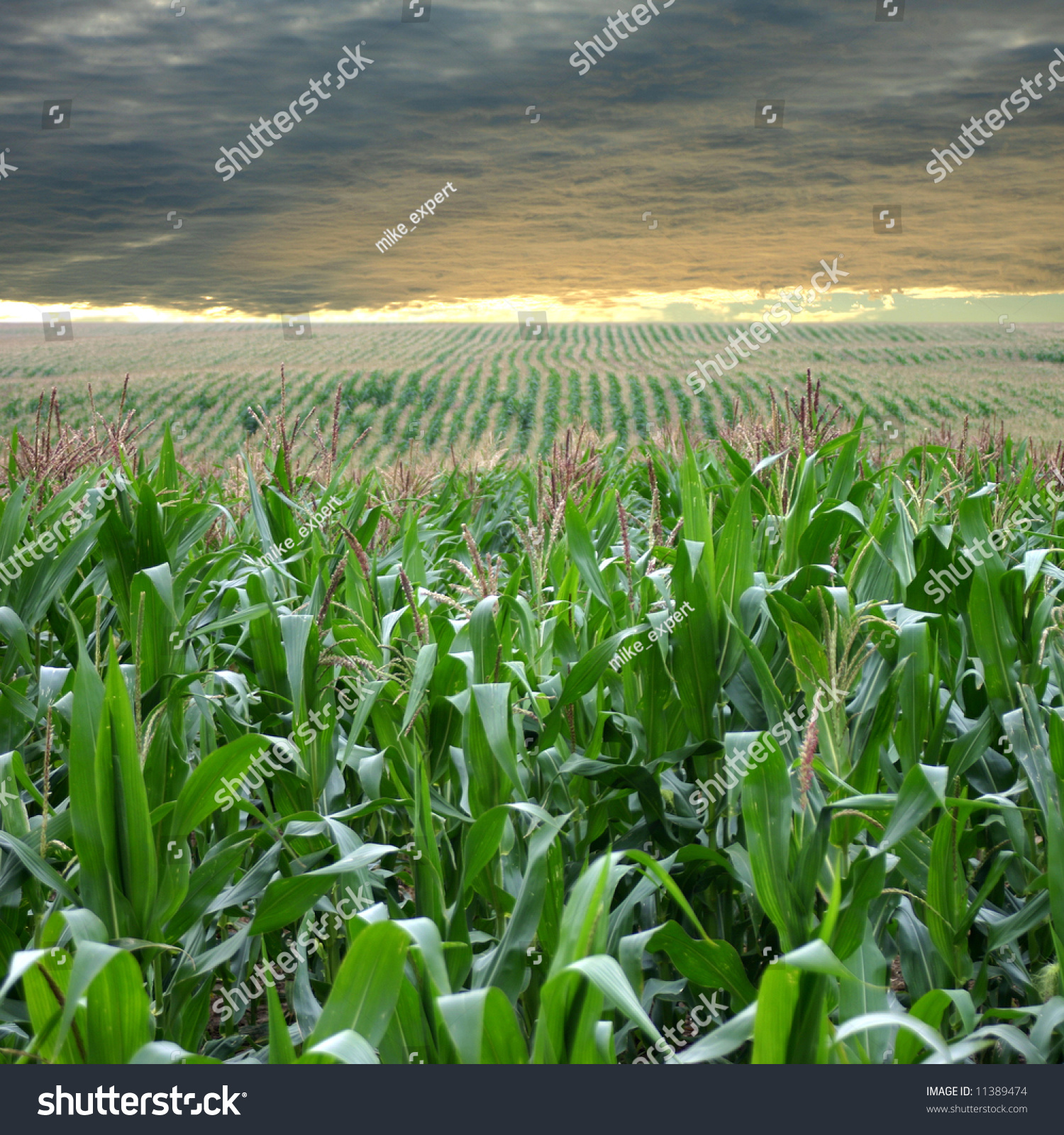 Corn Field Stock Photo 11389474 - Shutterstock