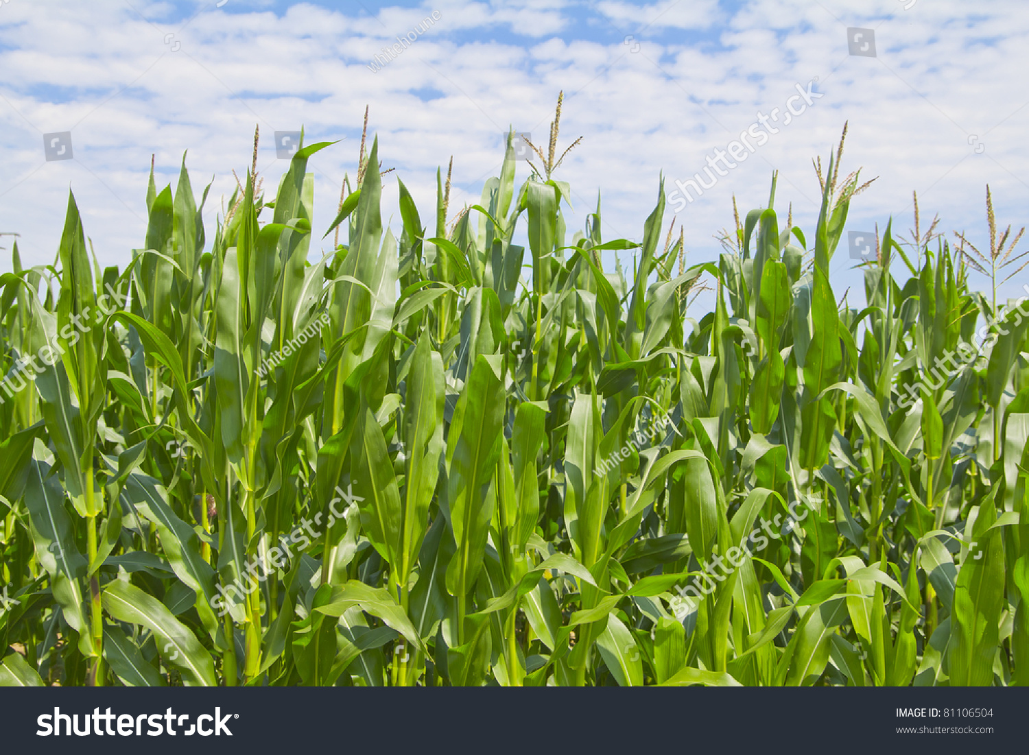 Corn Field In The Summer Stock Photo 81106504 : Shutterstock